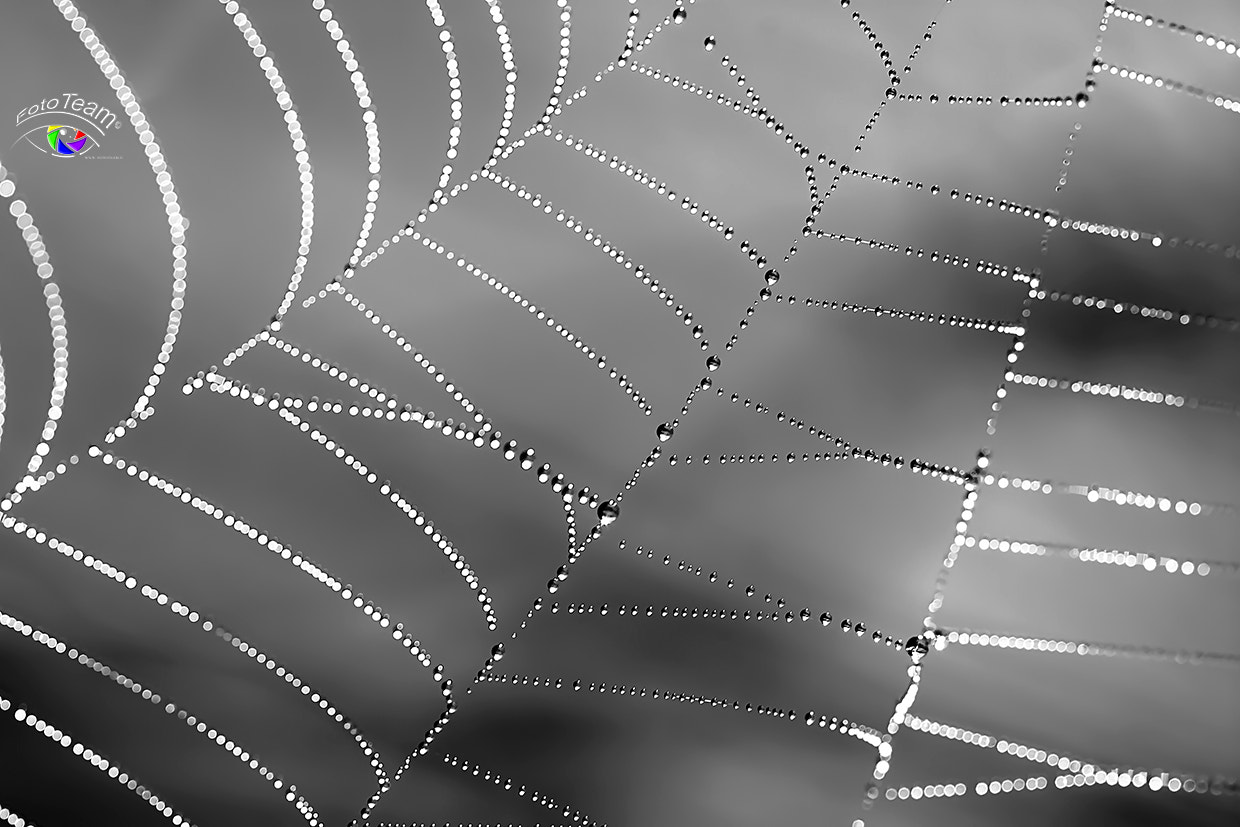 Canon EF 100mm F2.8 Macro USM sample photo. Morning pearls photography