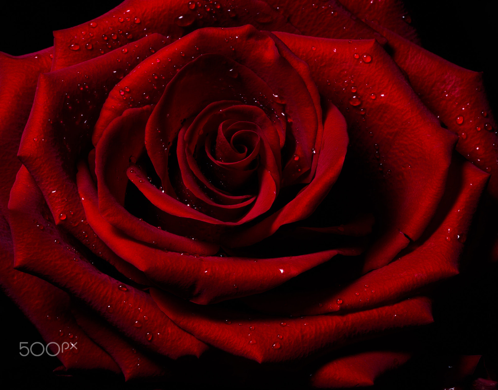 Olympus M.Zuiko Digital ED 60mm F2.8 Macro sample photo. Red rose photography