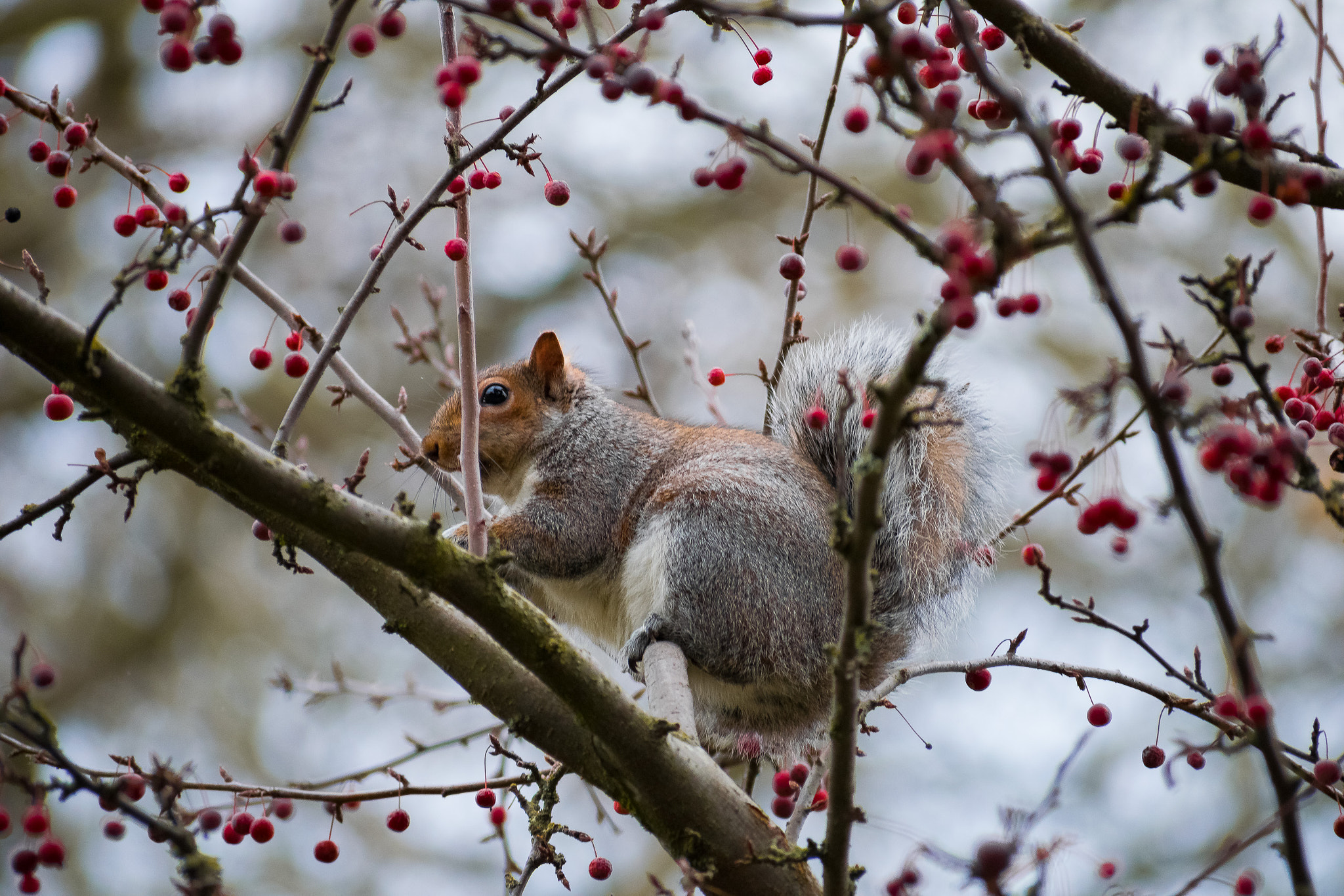 Nikon AF-S Nikkor 70-200mm F2.8G ED VR II sample photo. Eastern gray squirrel photography