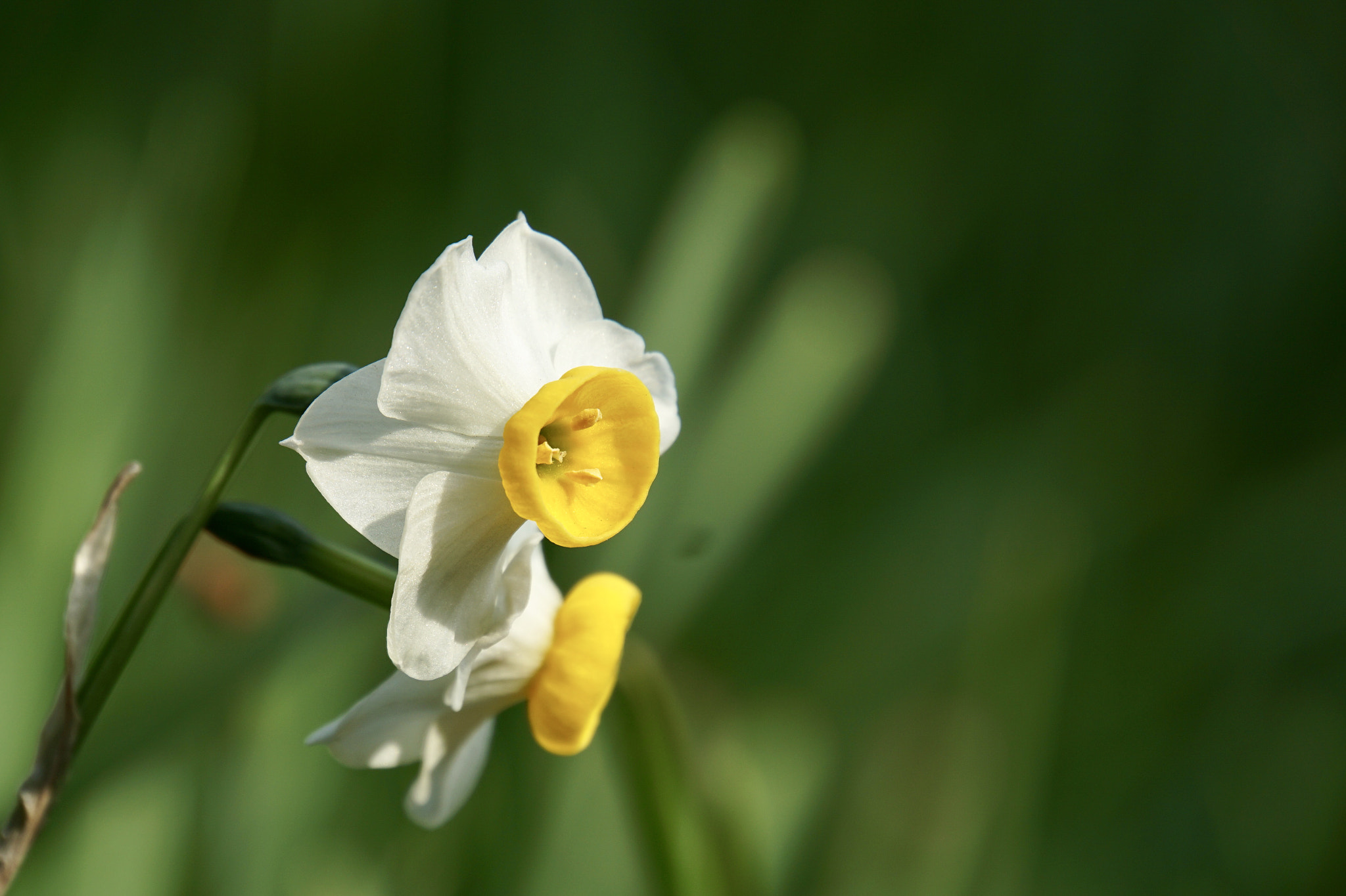 Sony a6000 sample photo. ☆*:a sign of spring:*☆ photography