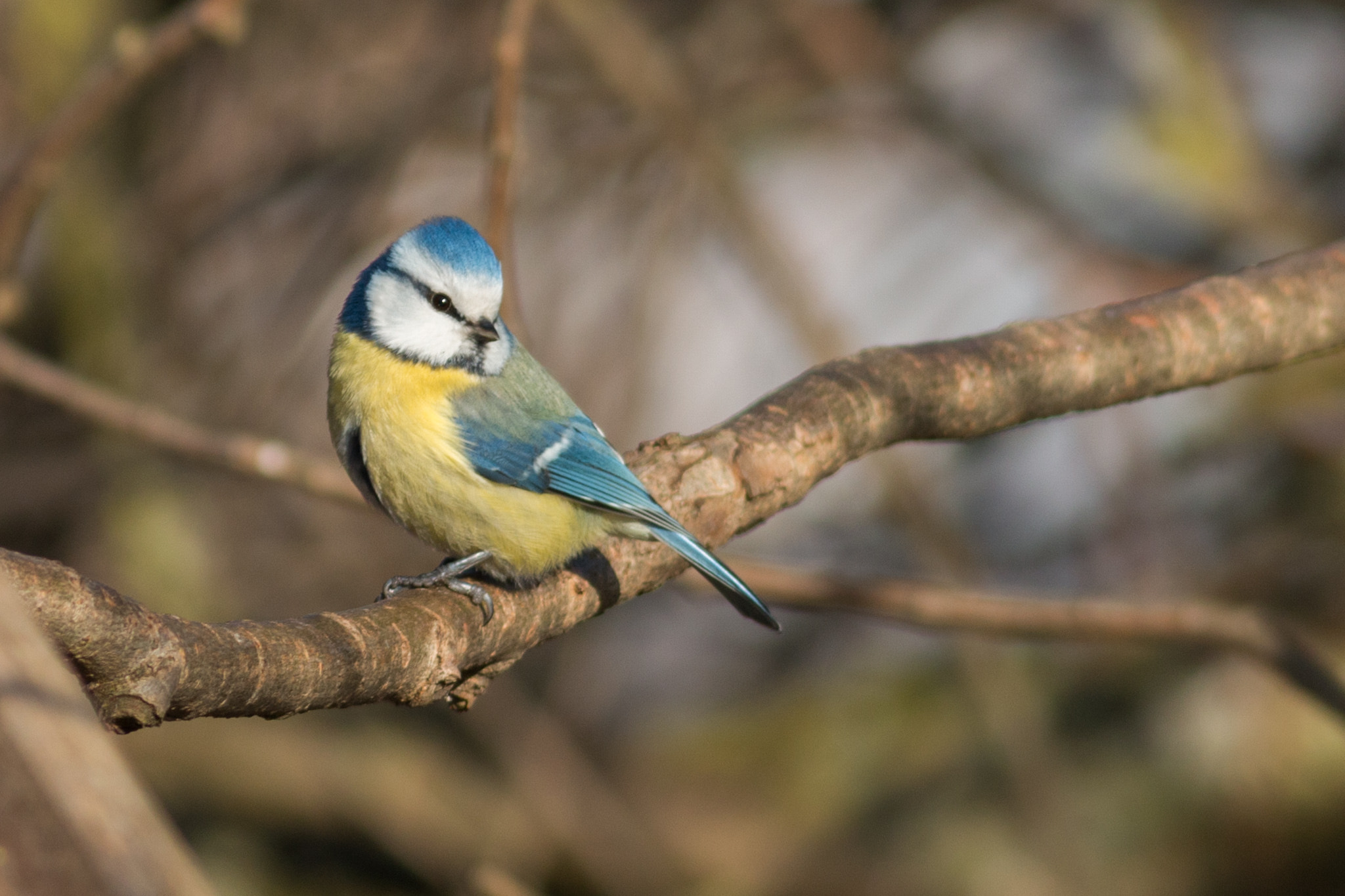 Canon EOS 70D + Canon EF 400mm F5.6L USM sample photo. Blue tit photography