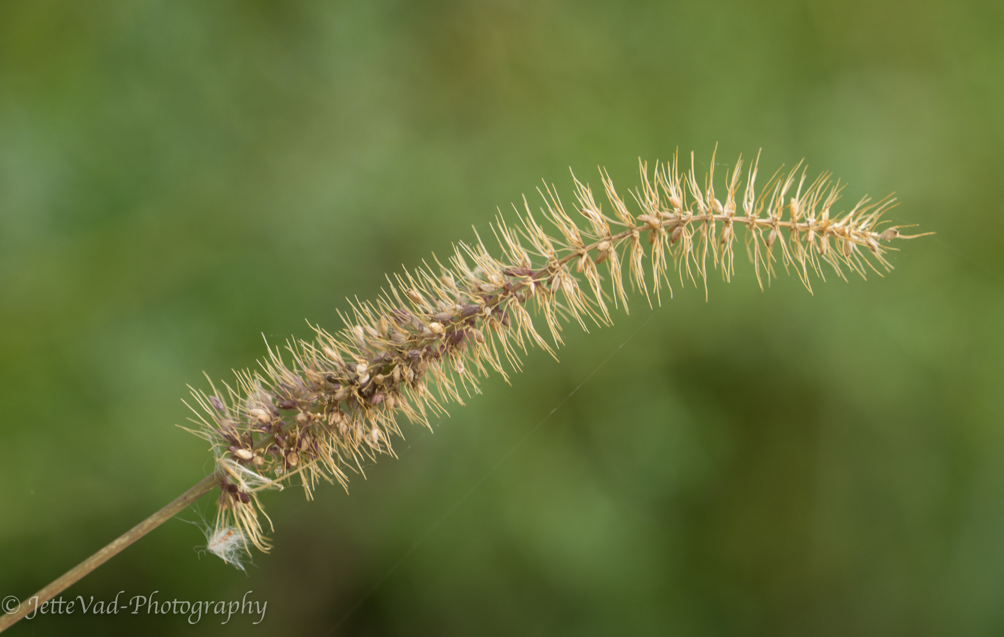 Sony E 18-200mm F3.5-6.3 OSS sample photo. Seedhead photography