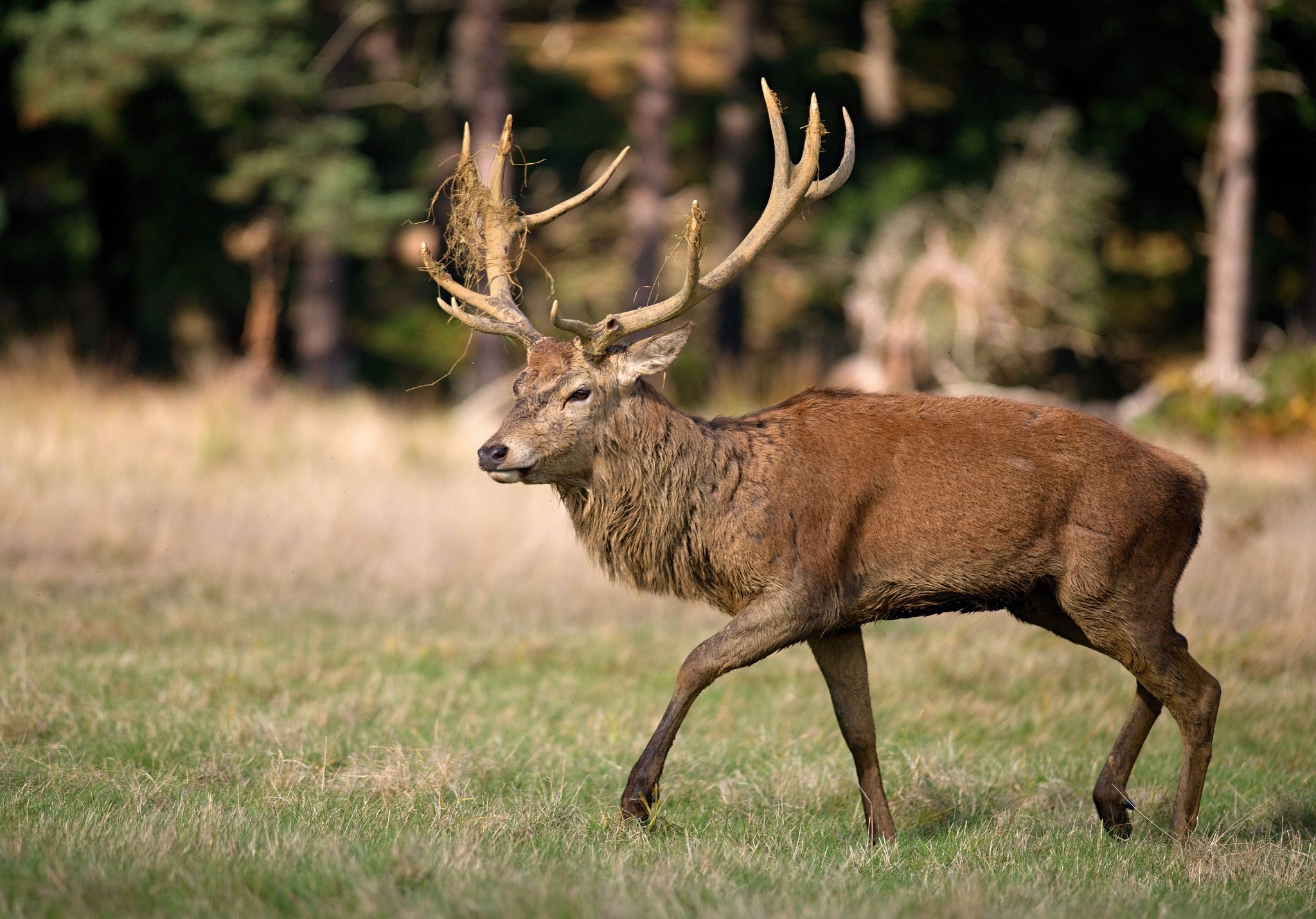 Nikon D610 + Nikon AF-S Nikkor 300mm F4D ED-IF sample photo. Red deer photography