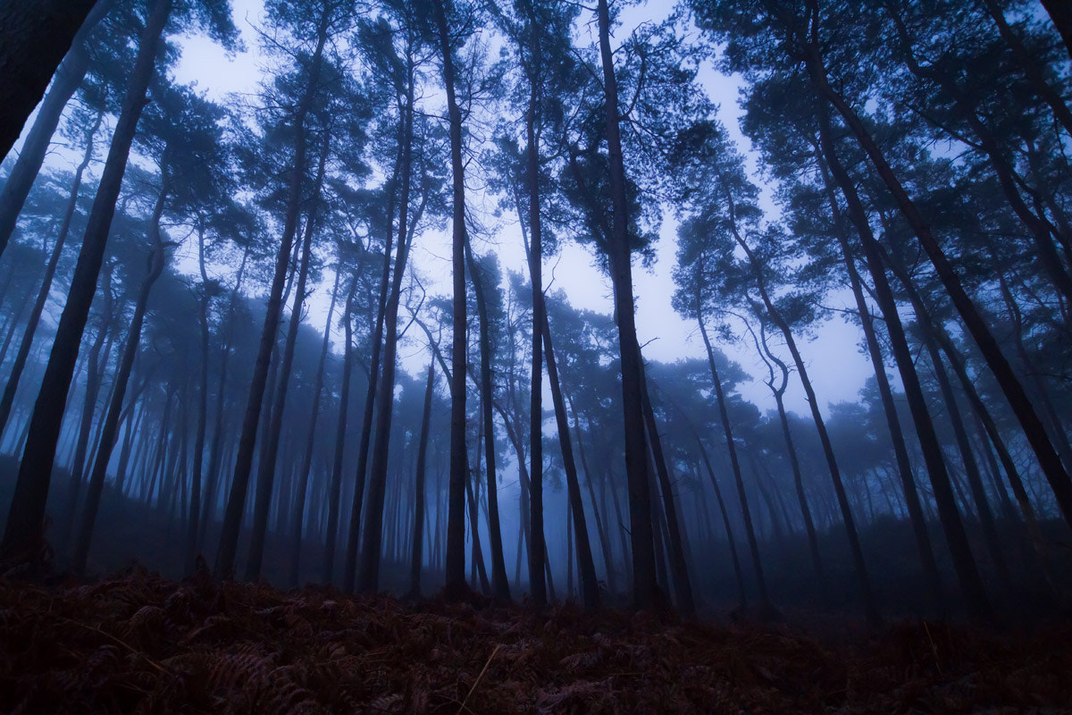 Sigma 10-20mm F3.5 EX DC HSM sample photo. Misty pines photography