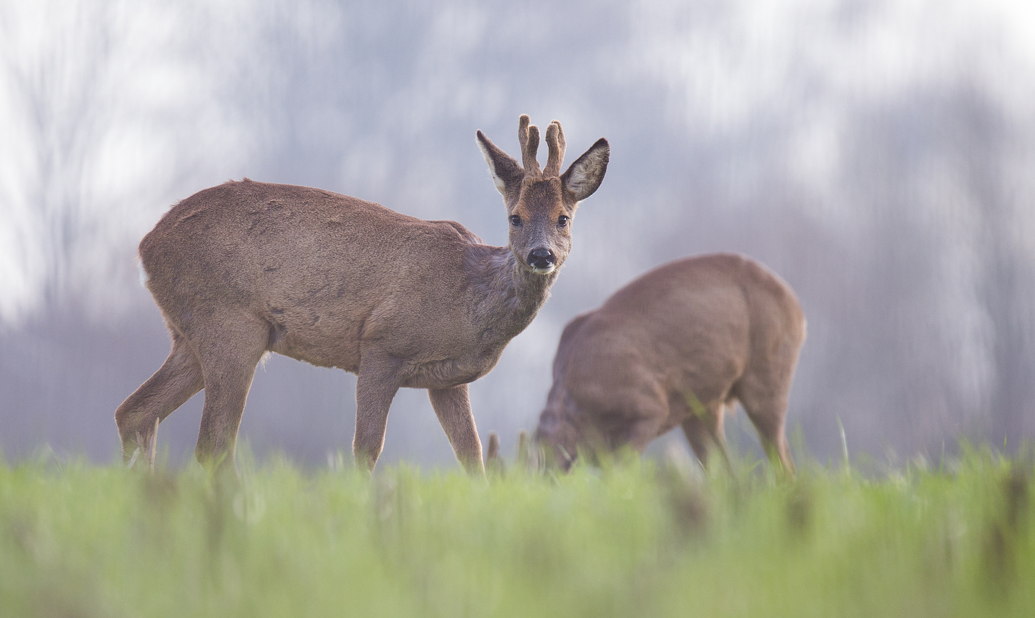 Canon EOS 6D + 150-600mm F5-6.3 DG OS HSM | Sports 014 sample photo. Roe deer. photography