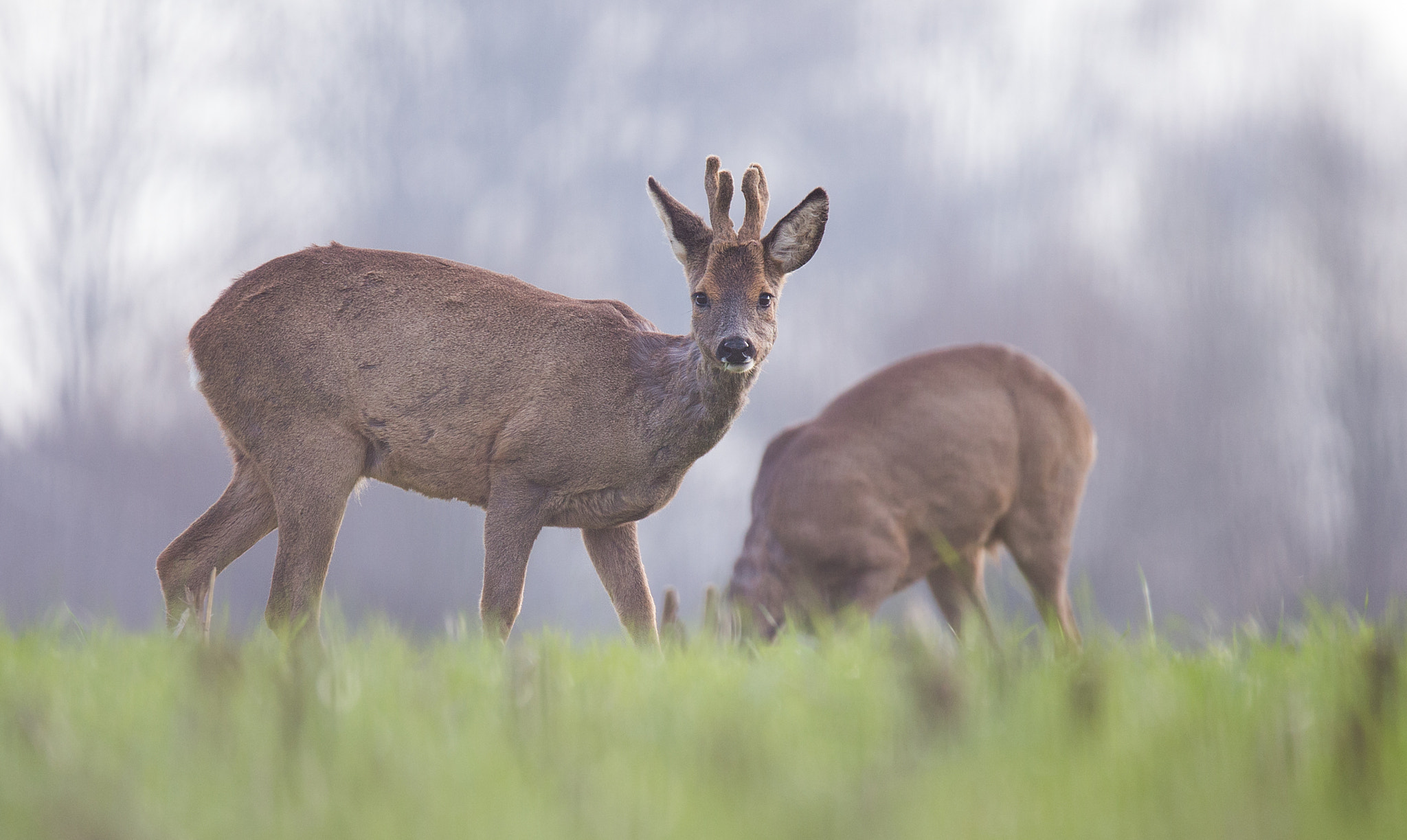 150-600mm F5-6.3 DG OS HSM | Sports 014 sample photo. Roe deer. photography