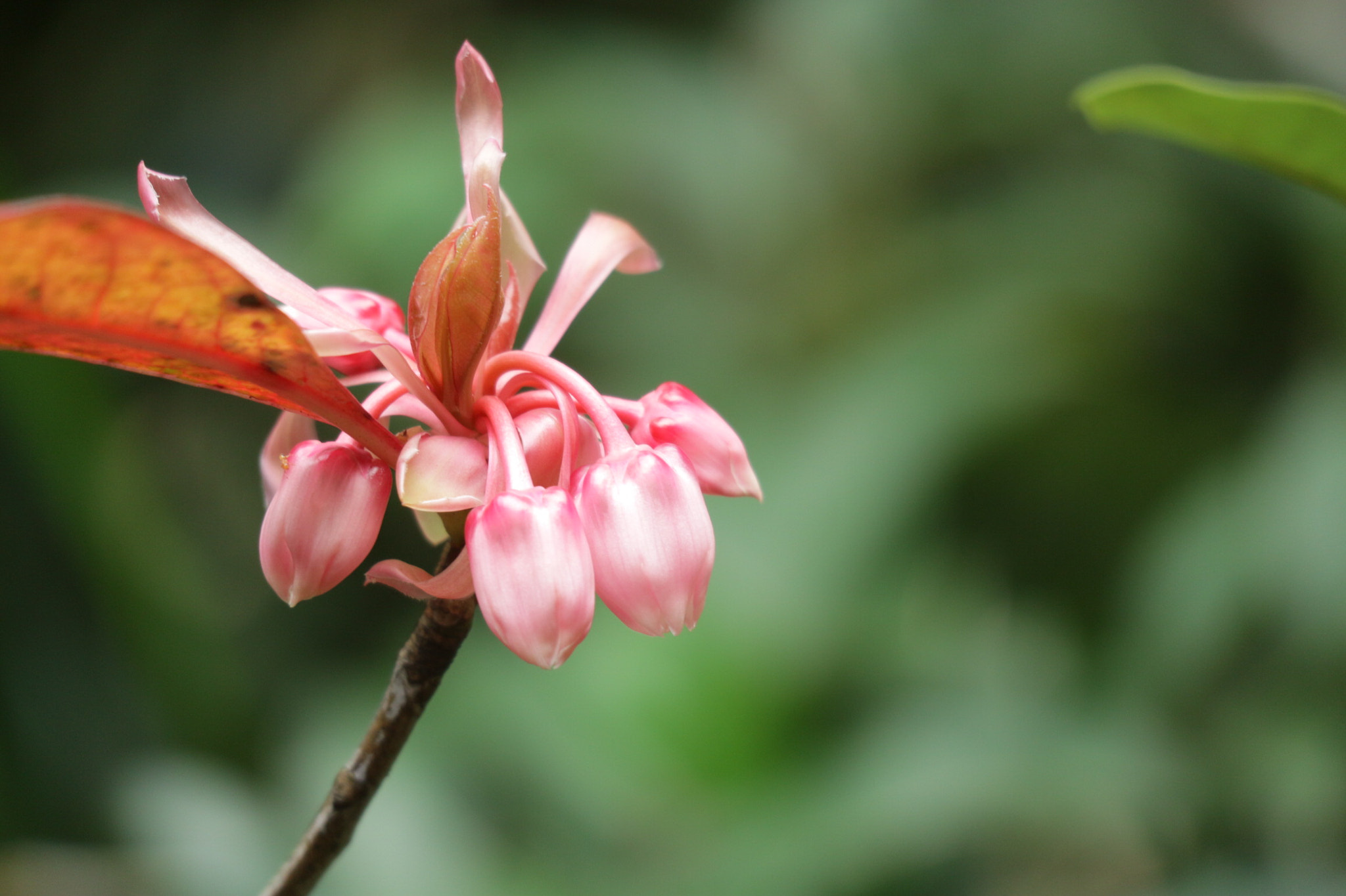 Canon EOS M10 sample photo. Waiting for blossom photography