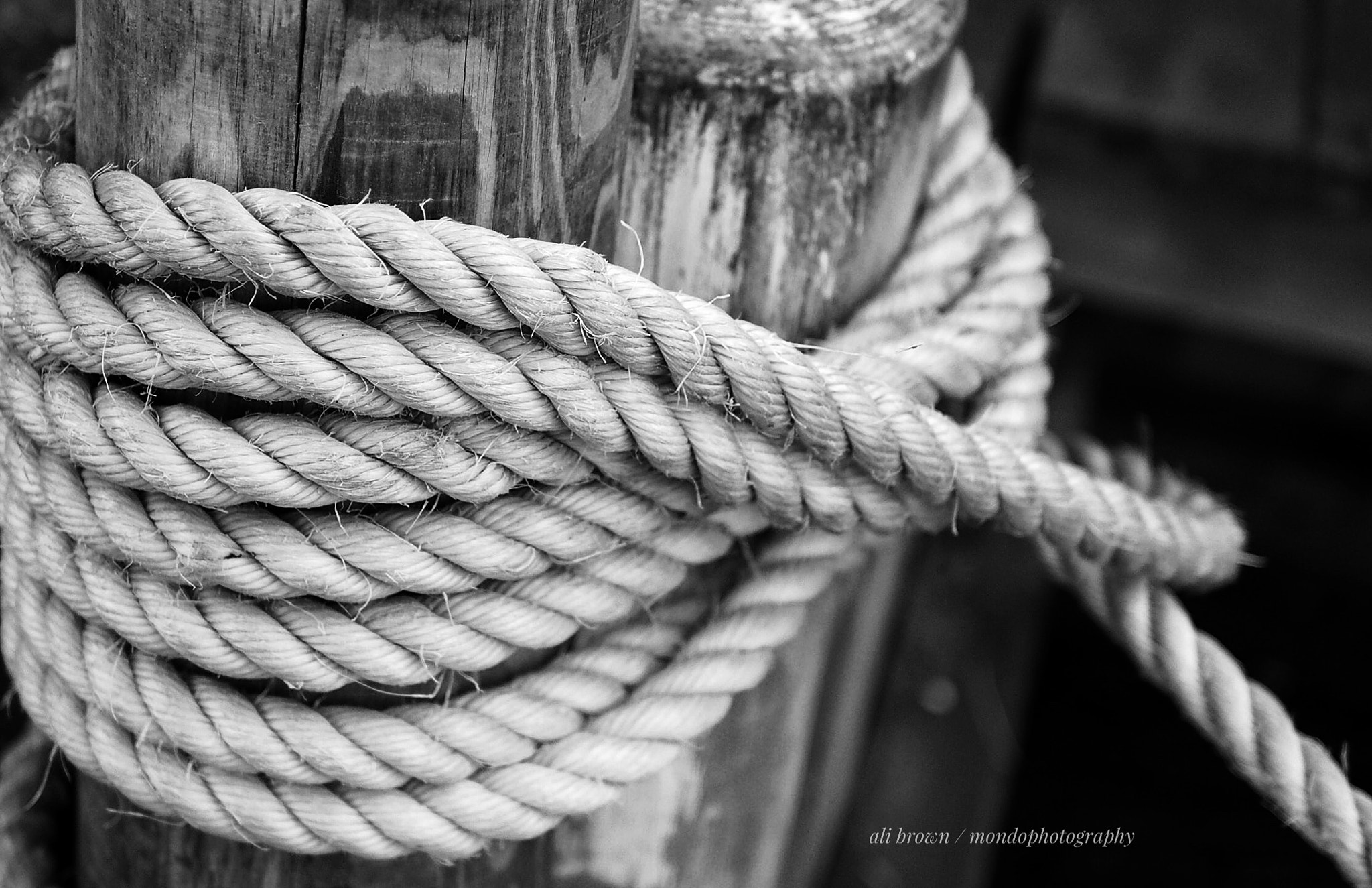 Panasonic Leica DG Summilux 25mm F1.4 II ASPH sample photo. In knots photography