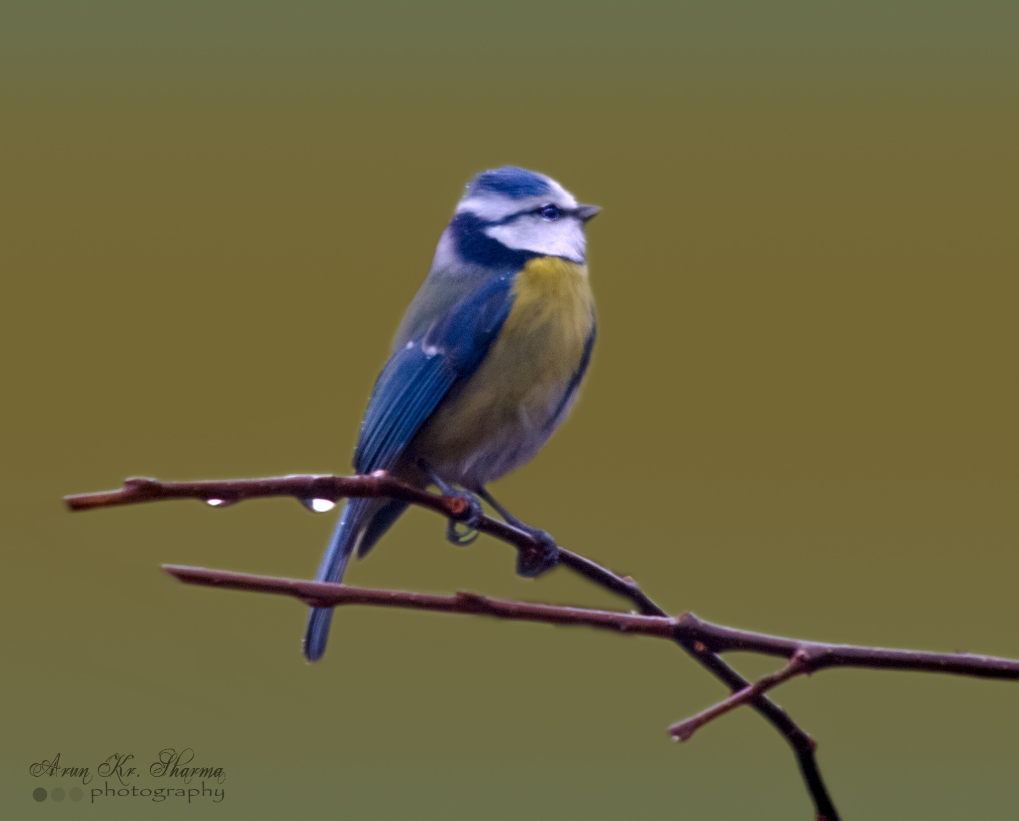Sigma 150-500mm F5-6.3 DG OS HSM sample photo. Beautiful blue tit photography