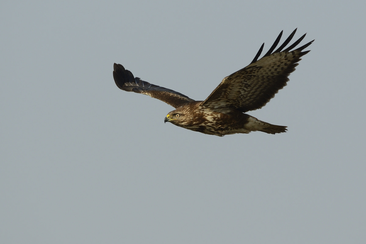 Nikon D4 + Nikon AF-S Nikkor 500mm F4G ED VR sample photo. Common buzzard photography