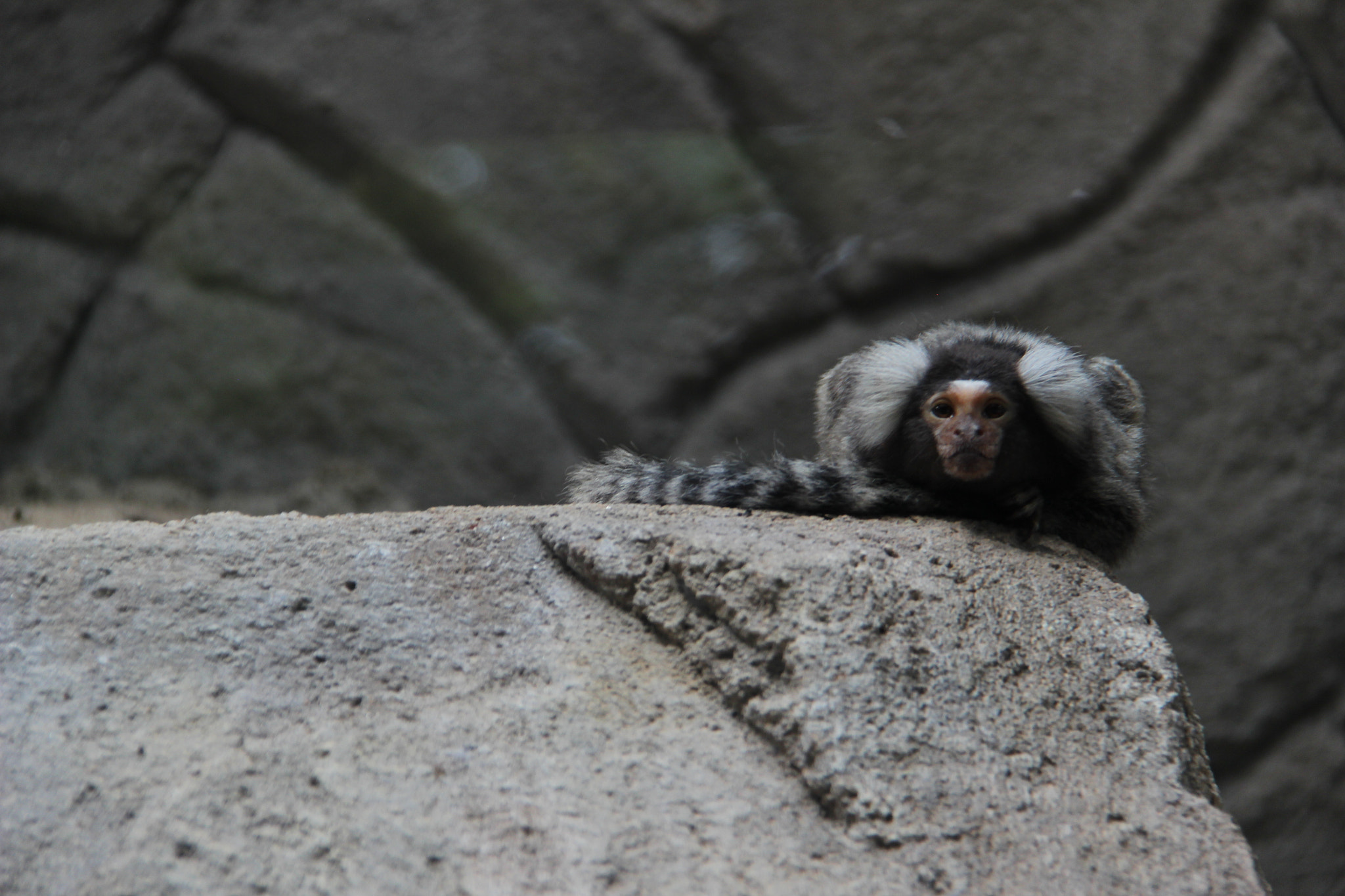 Canon EF-S 18-200mm F3.5-5.6 IS sample photo. Common marmoset photography