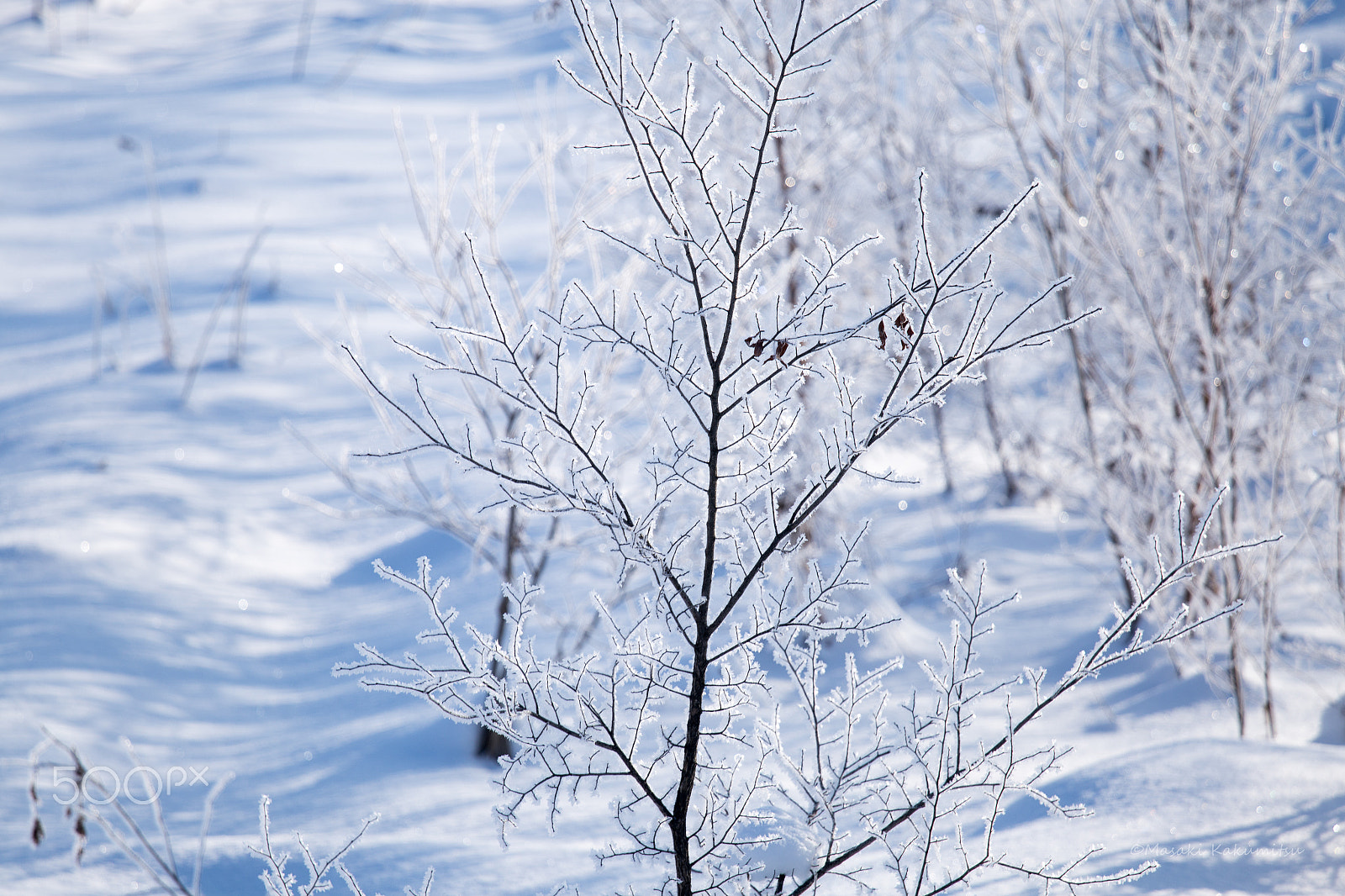 Canon EF 70-200mm F4L IS USM sample photo. Blue love photography