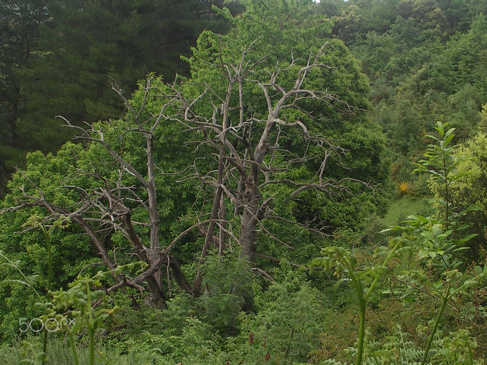 KONICA MINOLTA DiMAGE A200 sample photo. "the ghost tree" photography