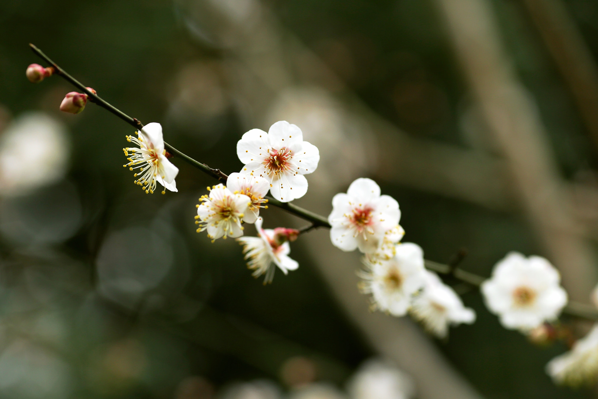 Canon EF 135mm F2L USM sample photo