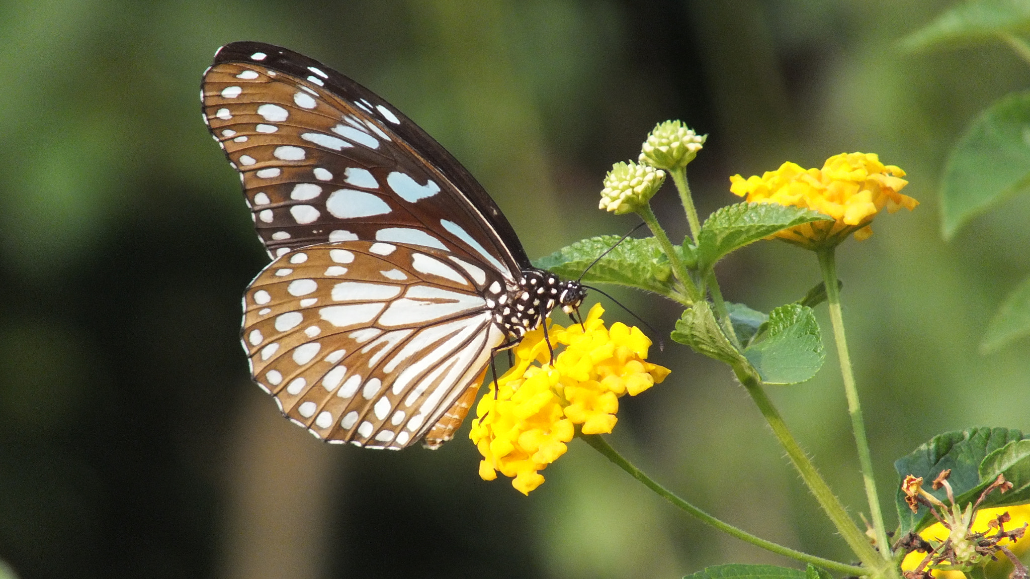 Fujifilm FinePix HS28EXR sample photo. Papilio clytia photography