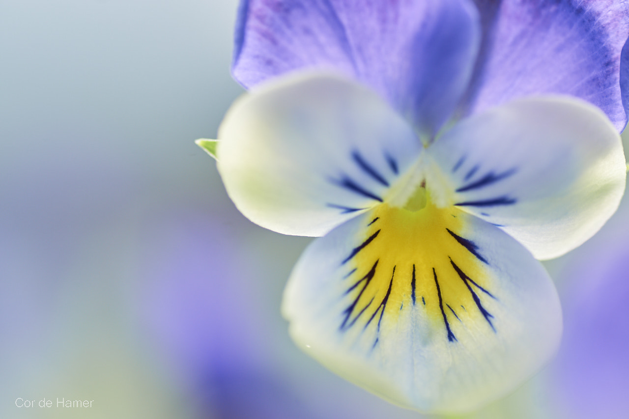 Sony SLT-A77 + Tamron SP AF 90mm F2.8 Di Macro sample photo. Viola photography