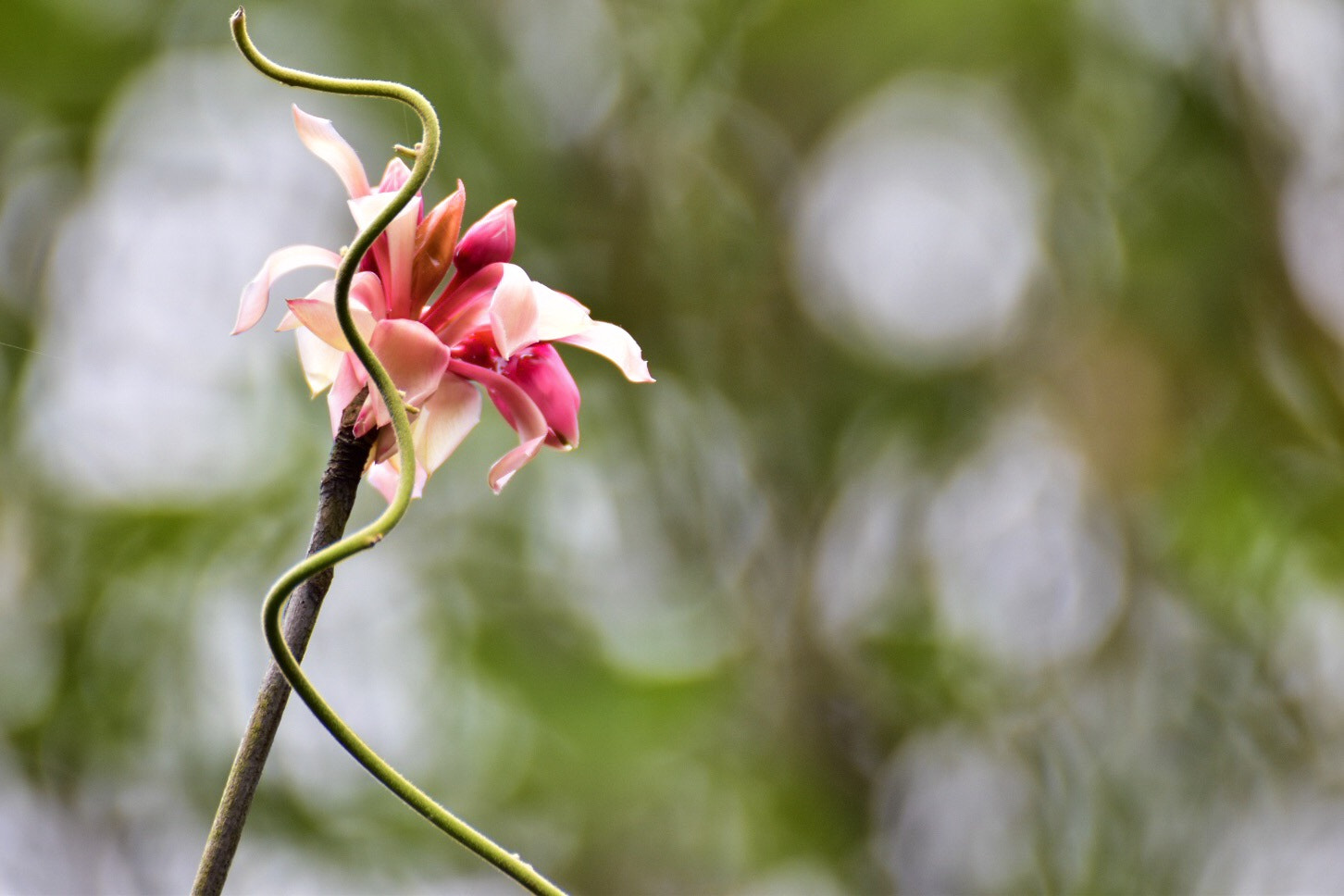 Nikon D5500 sample photo. Enkianthus quinqueflorus aka "chinese new year flower"  photography