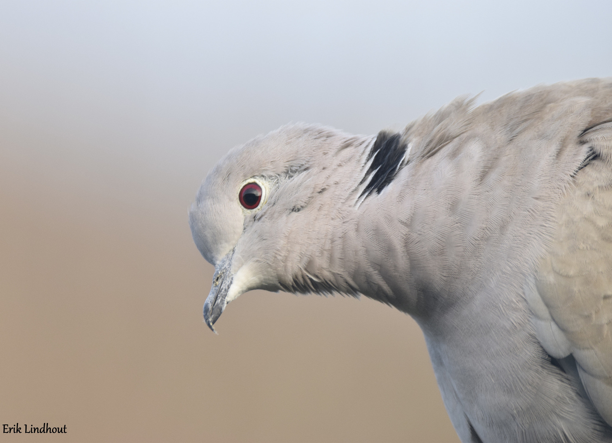 Sigma 150-600mm F5-6.3 DG OS HSM | C sample photo