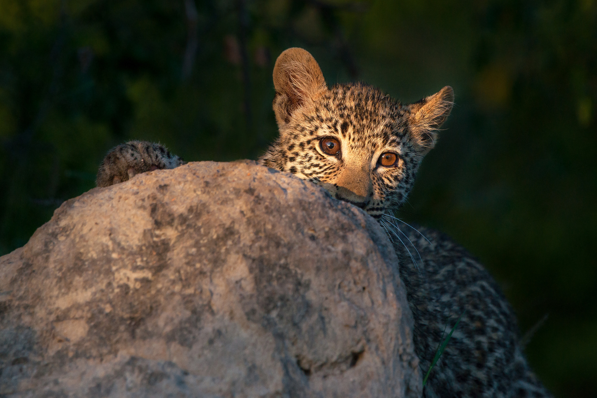 Sony Alpha DSLR-A900 + Sony 70-400mm F4-5.6 G SSM sample photo. Peeping leopard photography