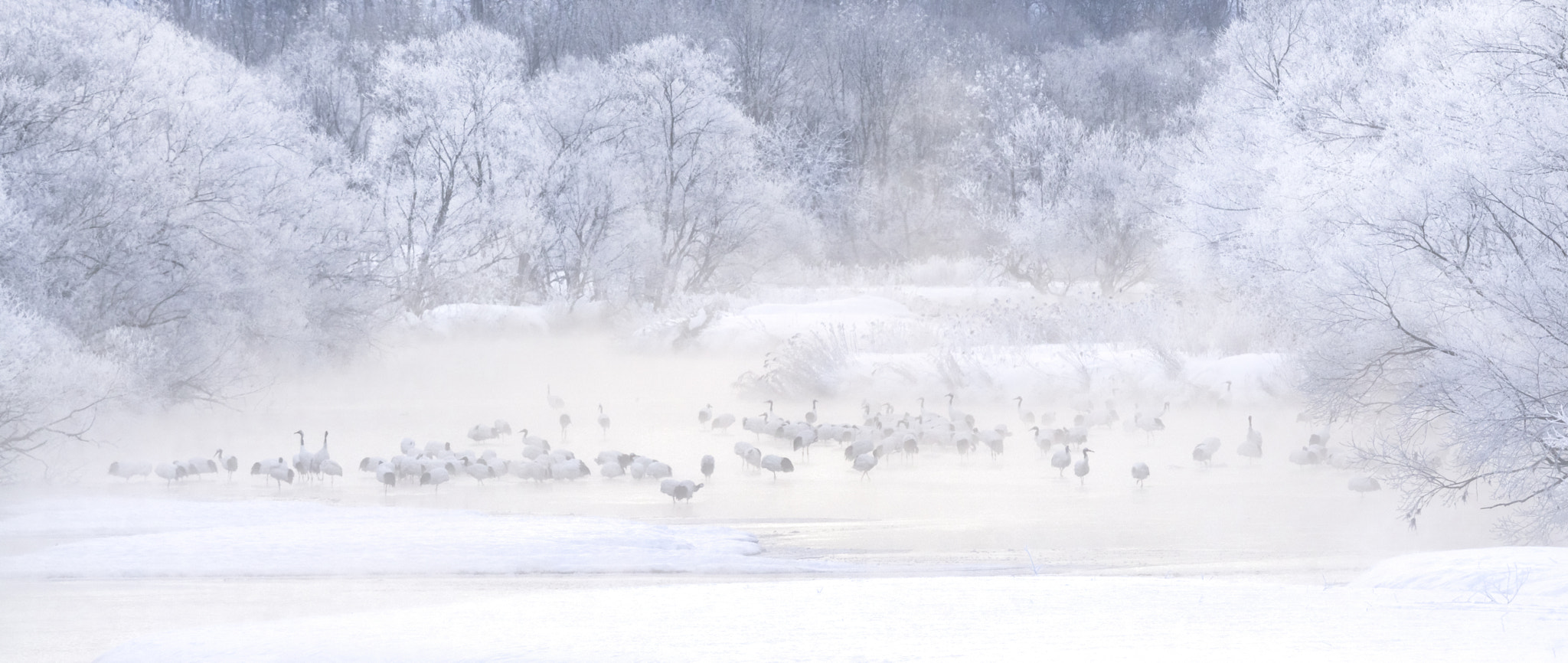 Sony a6000 + Tamron SP 150-600mm F5-6.3 Di VC USD sample photo. Harsh winter's beauty photography