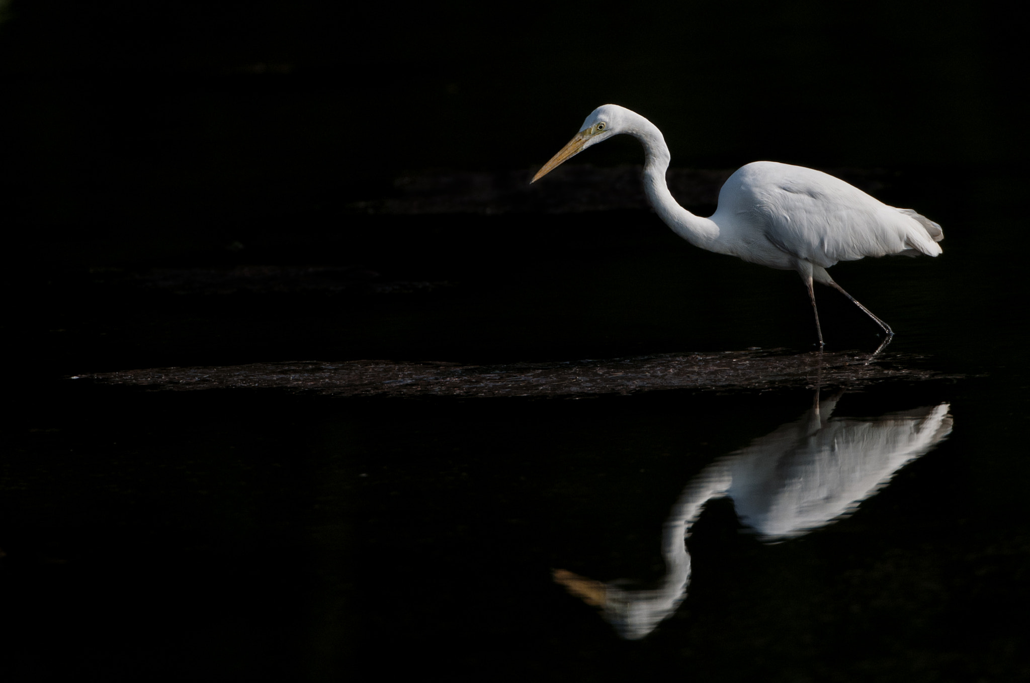 Nikon D300S + Nikon AF-S Nikkor 500mm F4G ED VR sample photo. Dream and reality photography