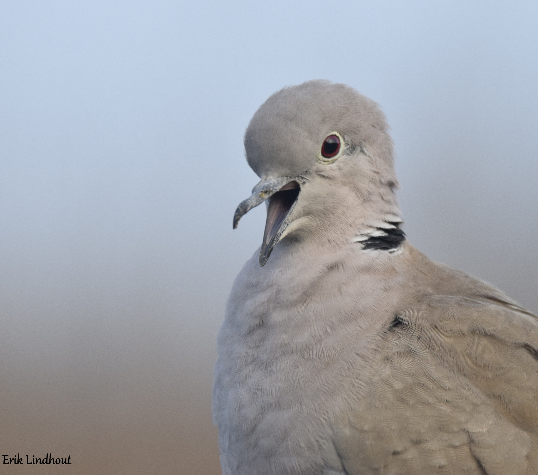 Sigma 150-600mm F5-6.3 DG OS HSM | C sample photo