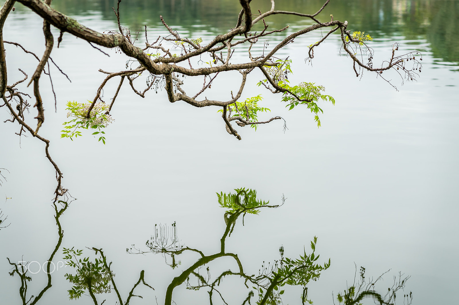 Sony FE 85mm F1.4 GM sample photo. Dsc photography