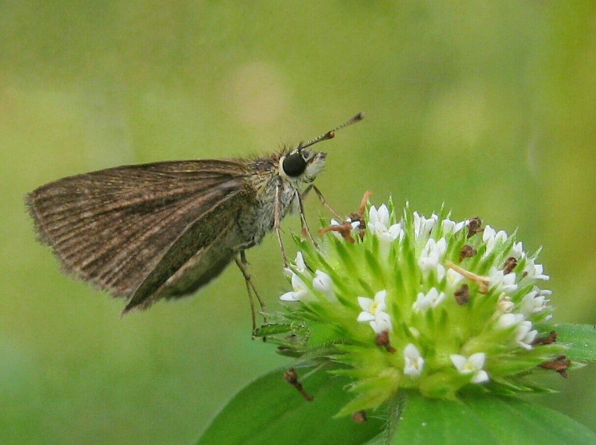 Canon PowerShot A495 sample photo. Common skiper butterfly photography