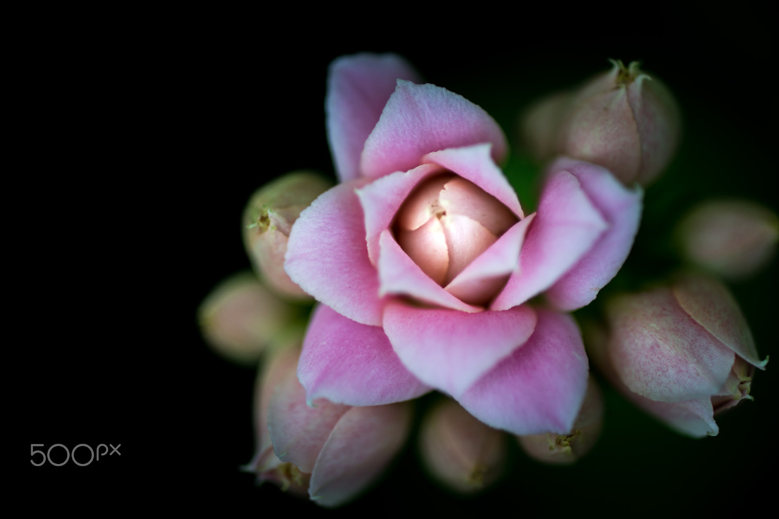 Sony a99 II + Sony 100mm F2.8 Macro sample photo. Impressive photography