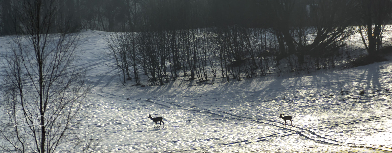 Sony ILCA-77M2 sample photo. Deers in the snow photography
