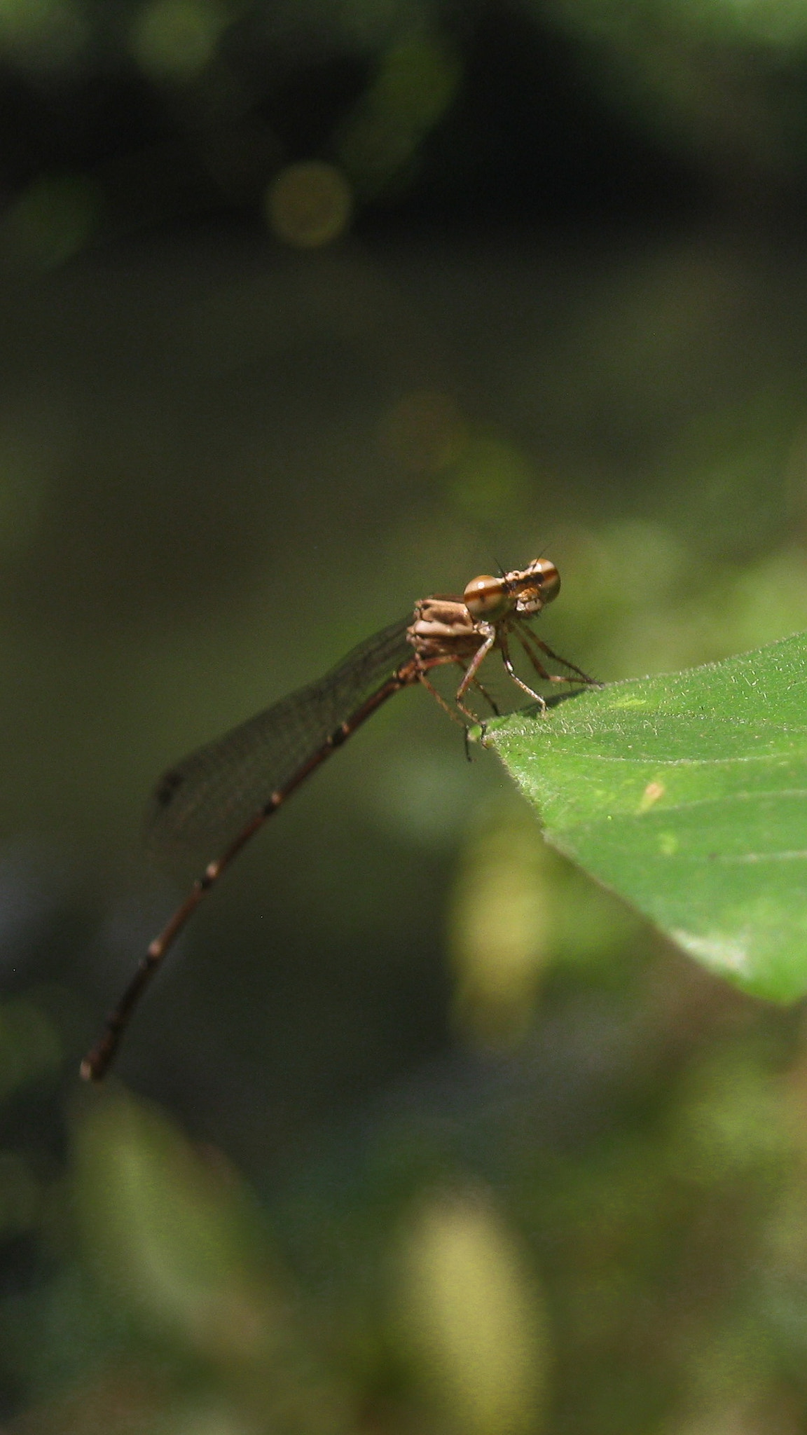 Canon PowerShot A495 sample photo. Dragonfly photography