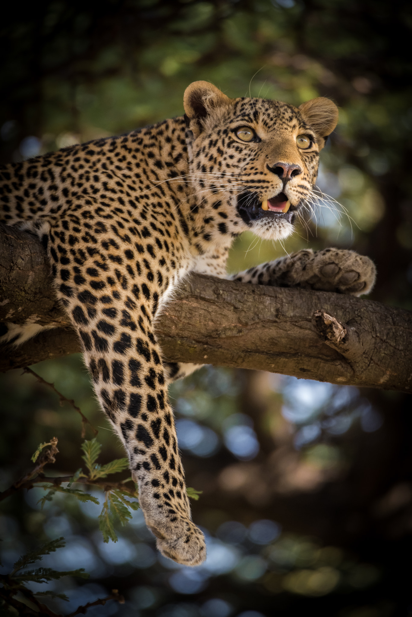 Nikon D810 sample photo. Lookout photography