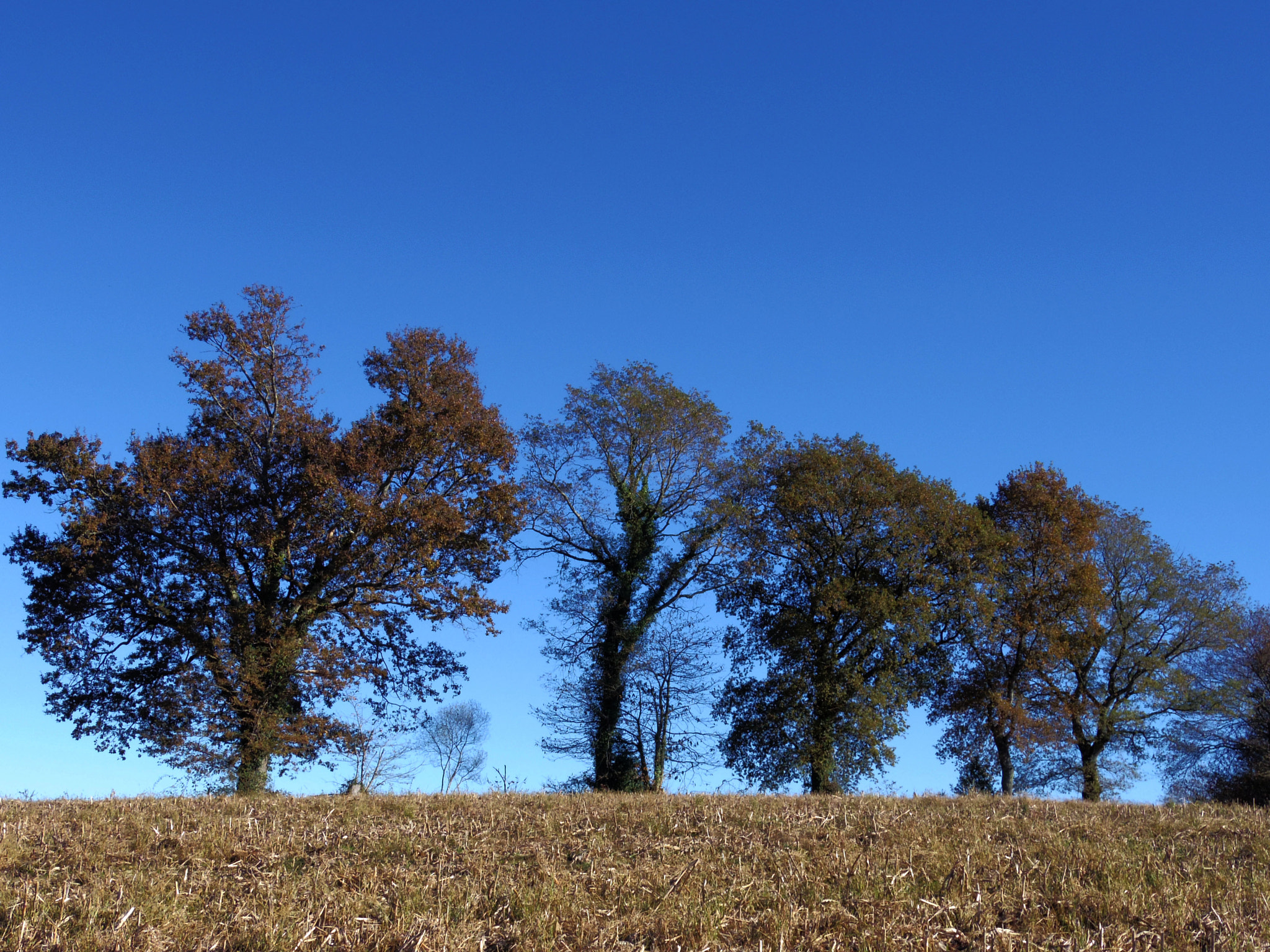 Pentax 02 Standard Zoom sample photo. Trees photography