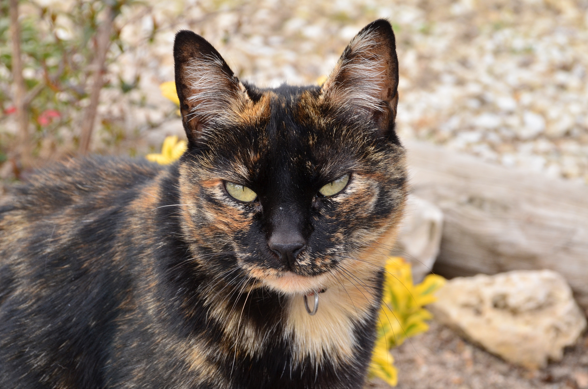 Sigma 18-200mm F3.5-6.3 II DC OS HSM sample photo. Mi gatita carey y sus ojos!!! photography