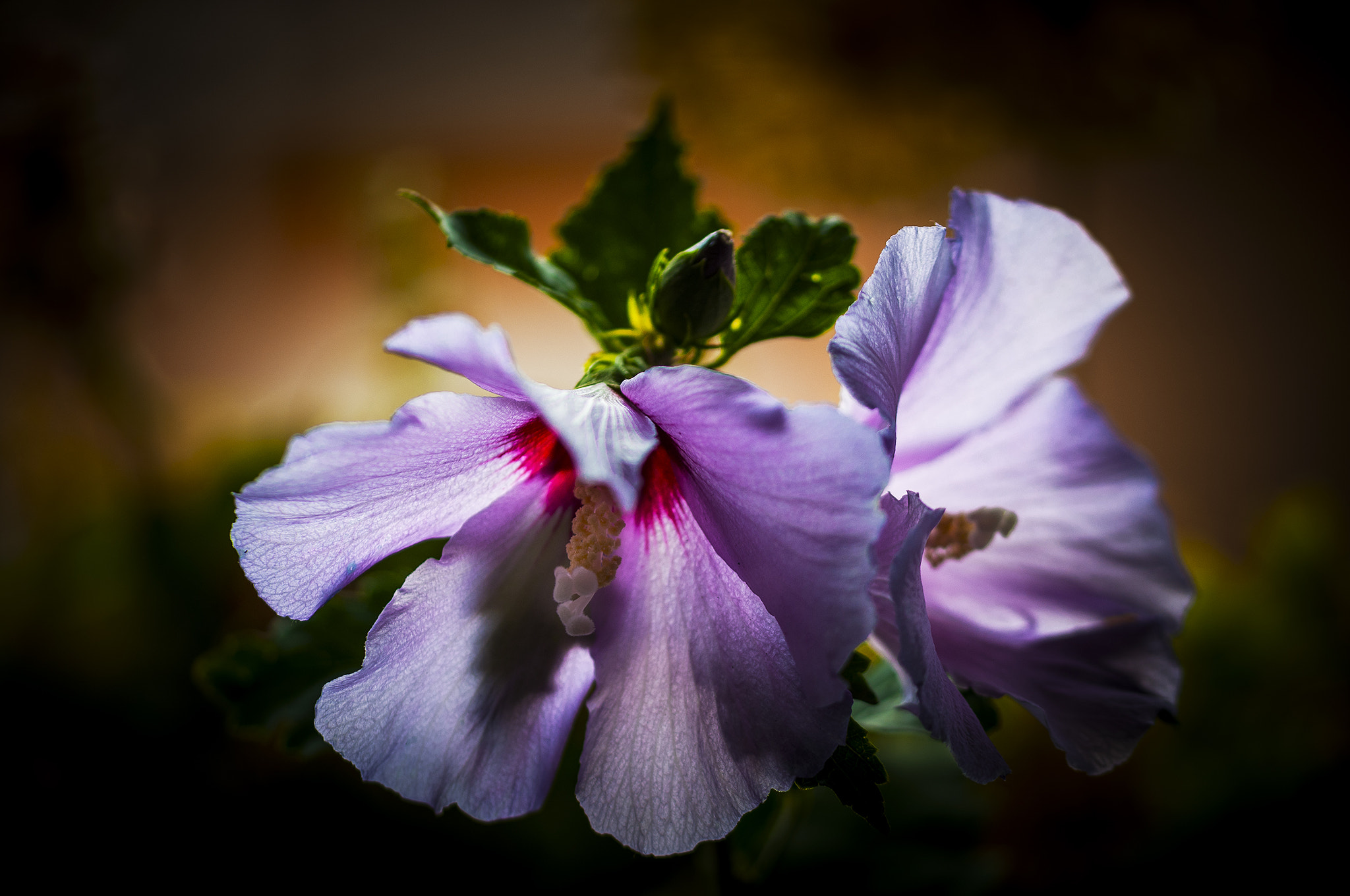 Sigma 105mm F2.8 EX DG OS HSM sample photo. Mor00134 photography