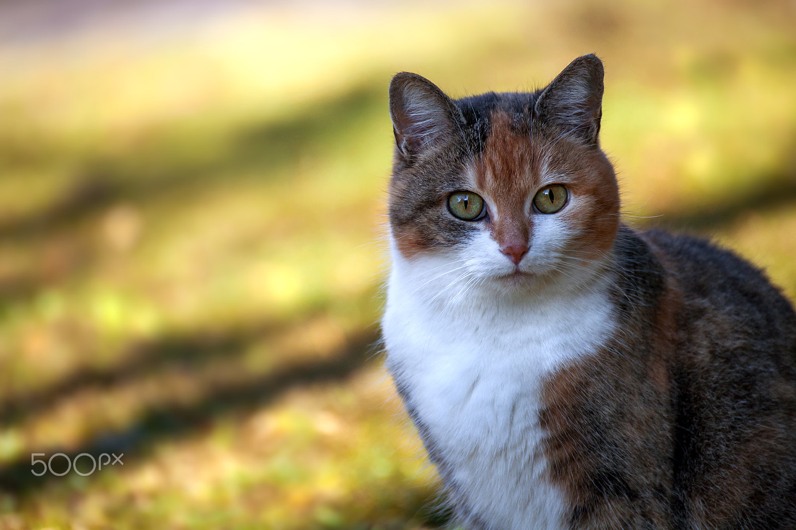 Tamron SP 35mm F1.8 Di VC USD sample photo. Maja photography