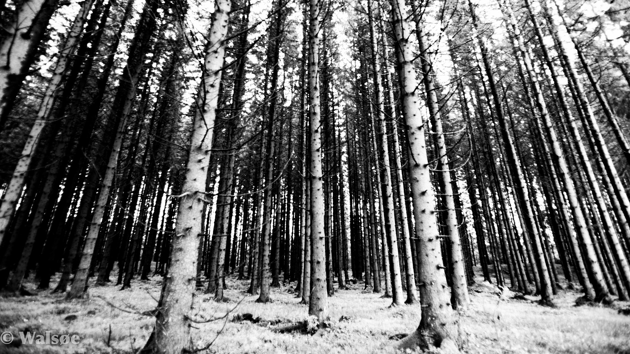 Canon EF 16-35mm F2.8L USM sample photo. Tree photography