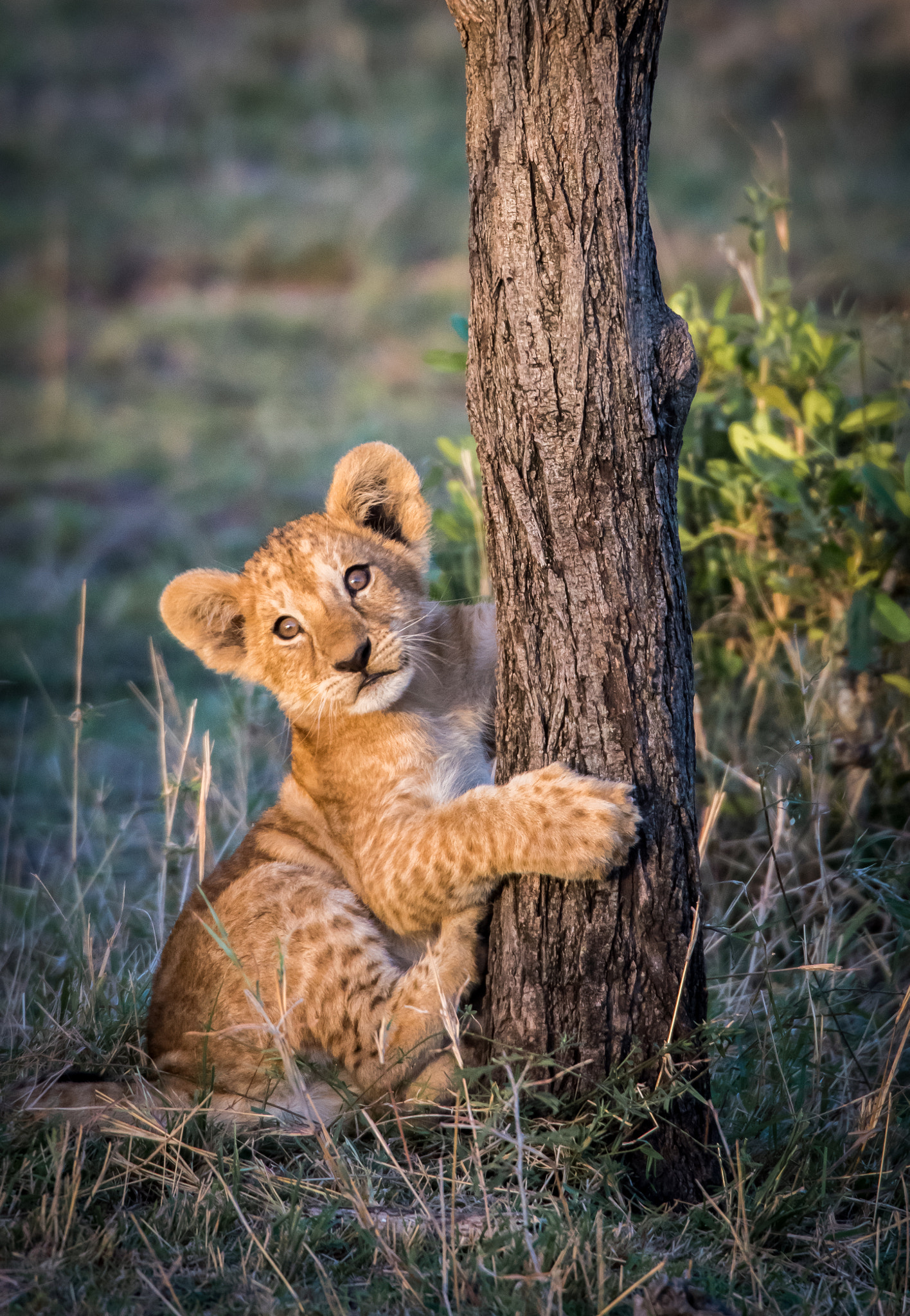 Nikon D810 sample photo. Tree hugger photography