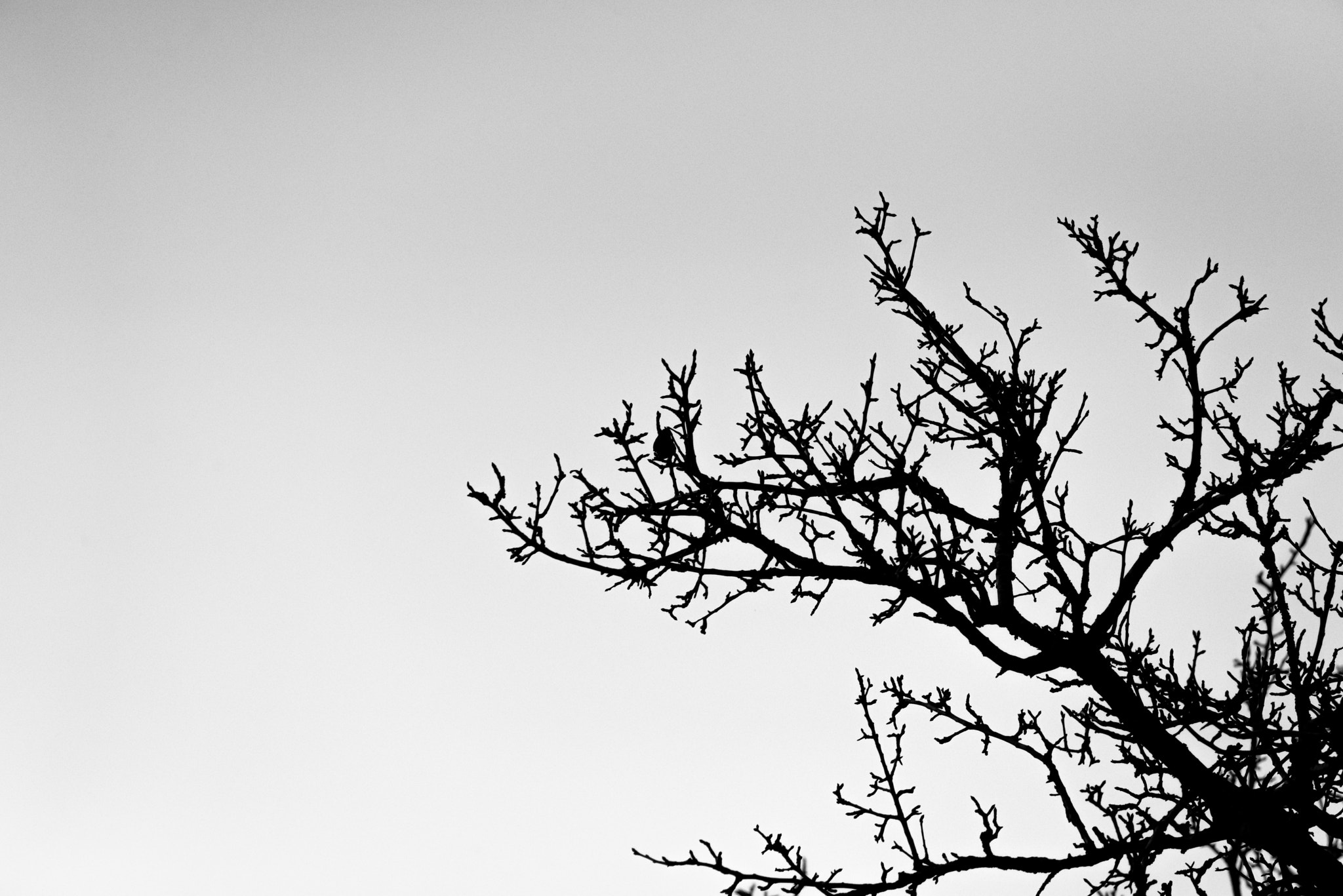 Nikon D800E sample photo. Tree shilhouette photography