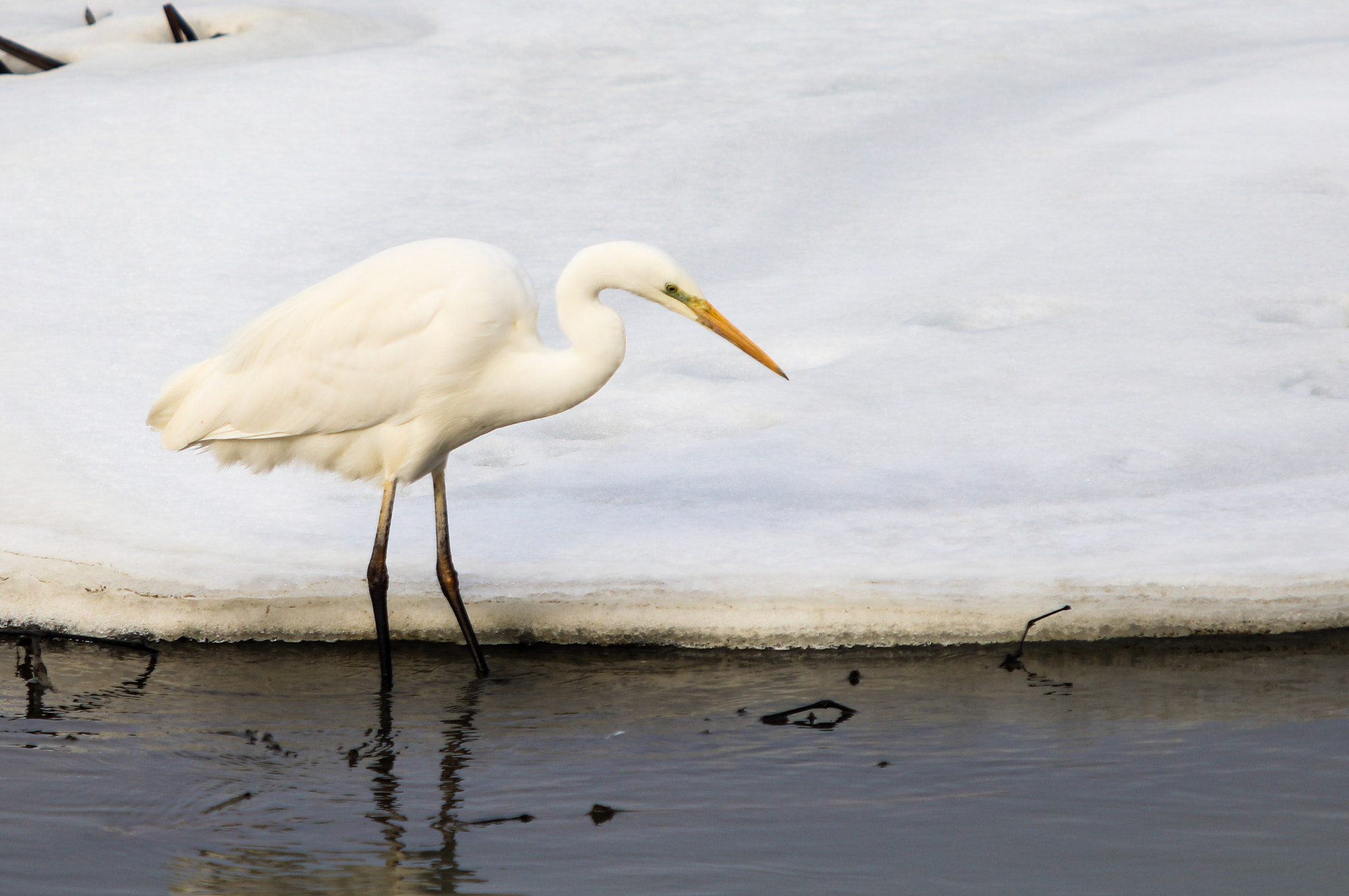 Canon EOS 7D Mark II + Canon EF 70-200mm F2.8L USM sample photo. B photography