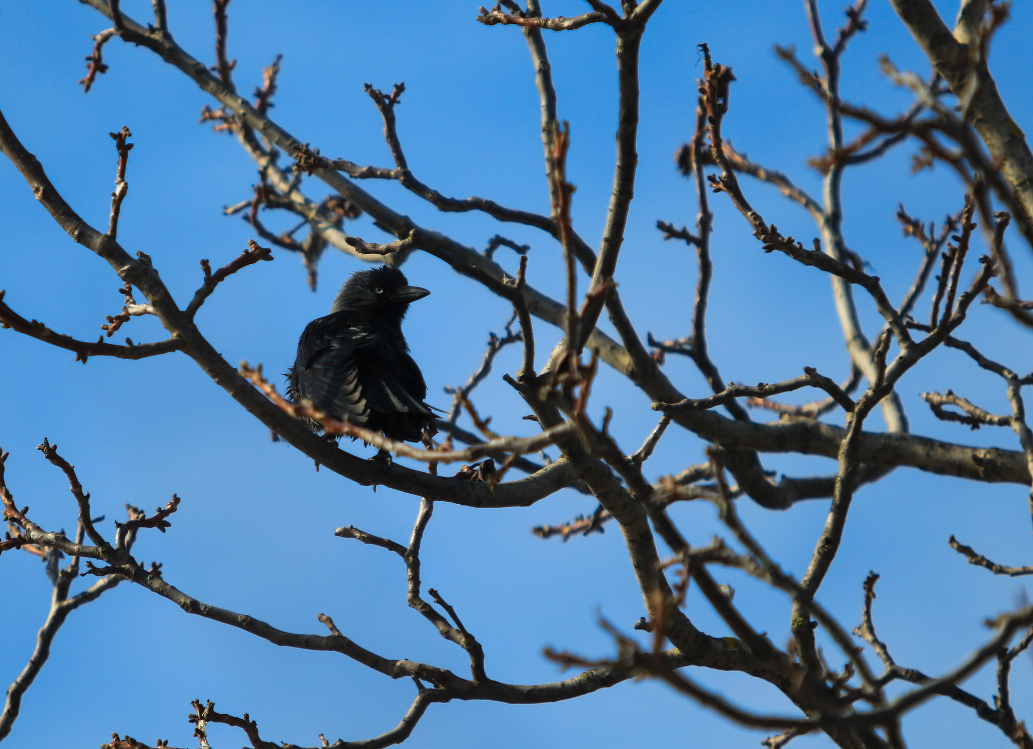 Canon EOS 7D Mark II + Canon EF 70-200mm F2.8L USM sample photo. D photography