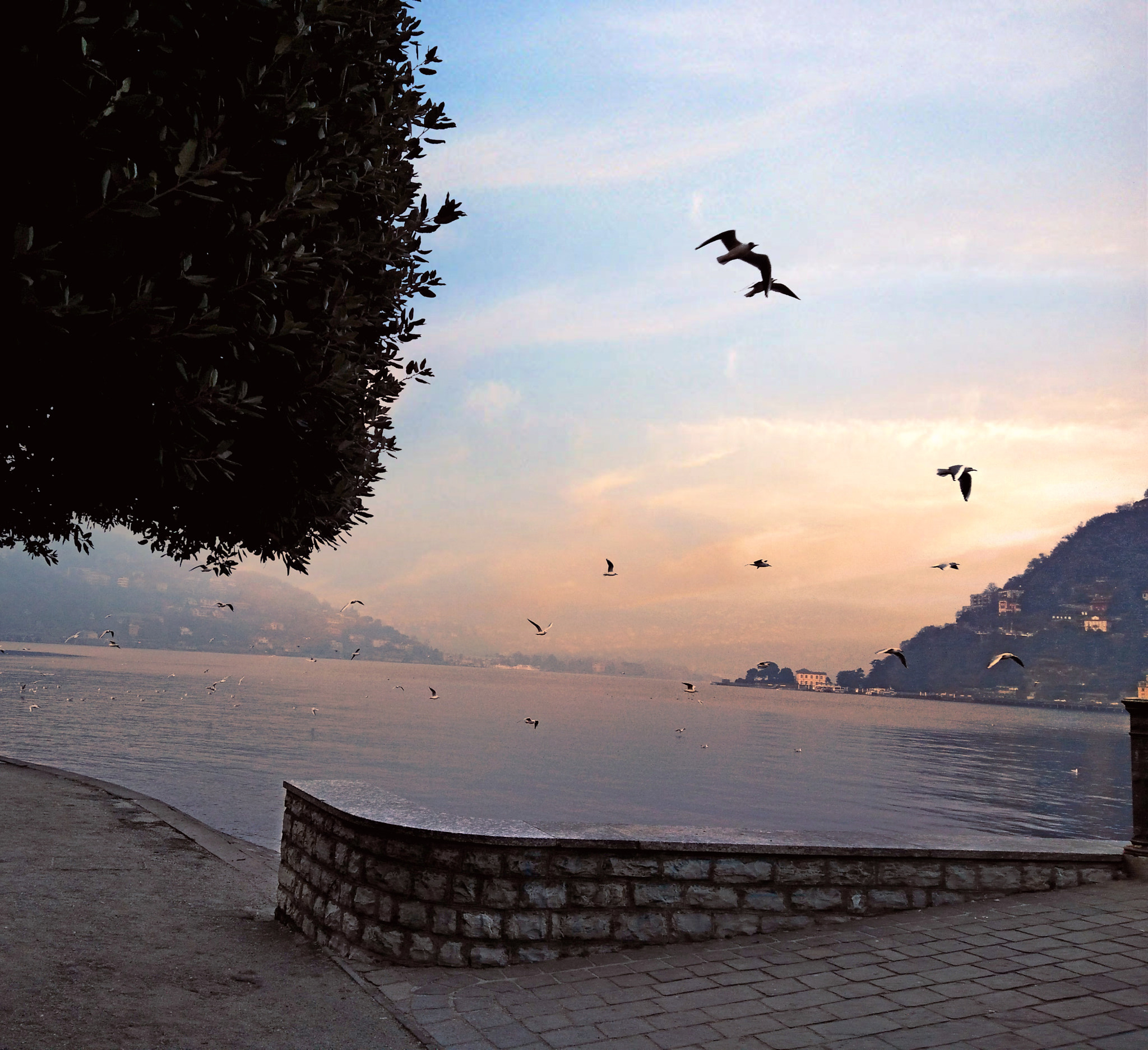 OnePlus ONE E1003 sample photo. Seagull flying photography