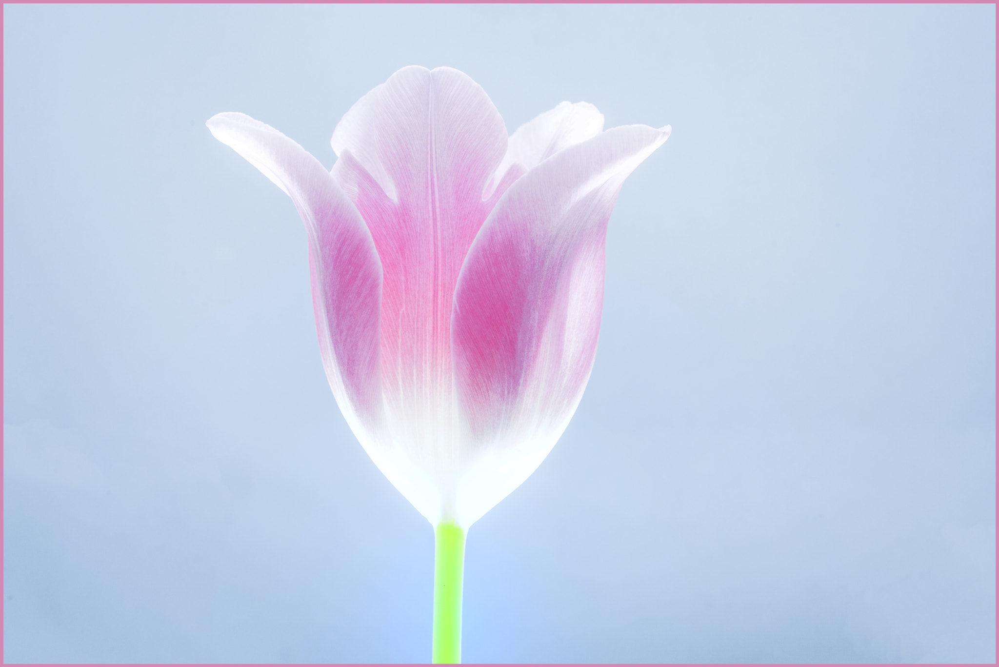 Tokina AT-X Pro 100mm F2.8 Macro sample photo. To be the most soft photography