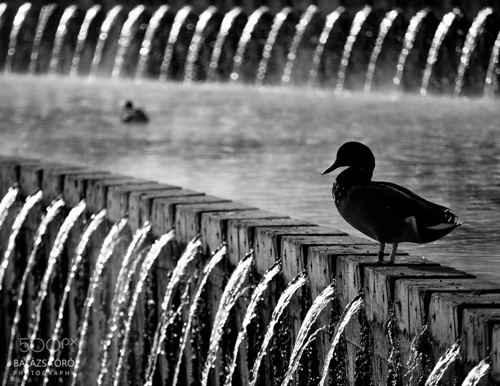 Nikon D40 sample photo. Duck silhouette photography