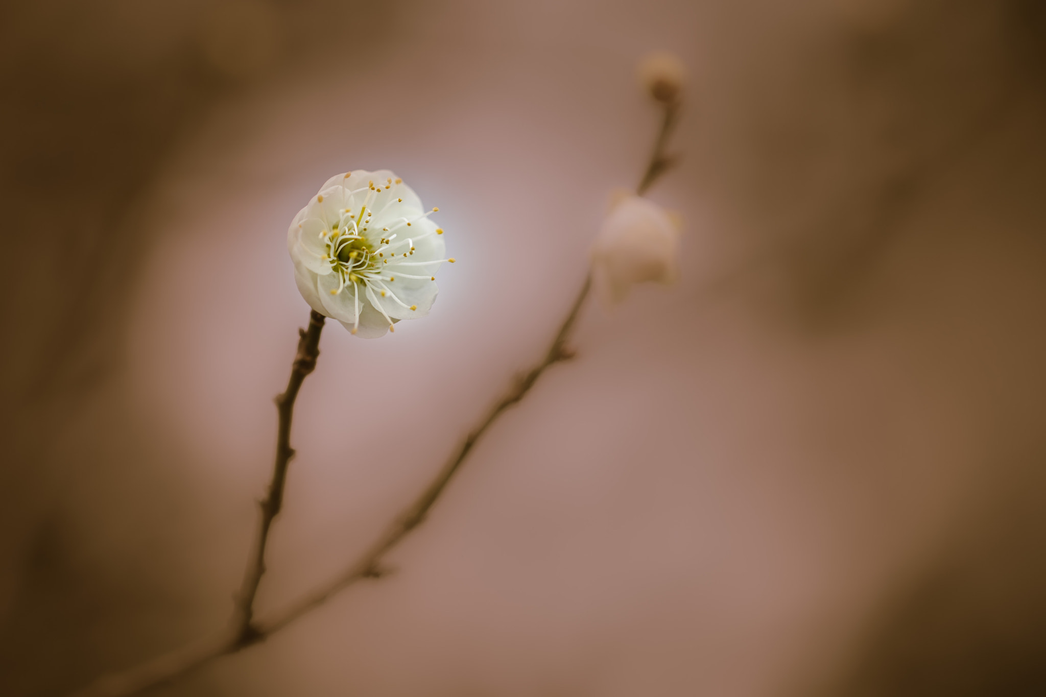Canon EOS-1D X Mark II + Canon EF 100mm F2.8L Macro IS USM sample photo. A dream of plum blossoms photography