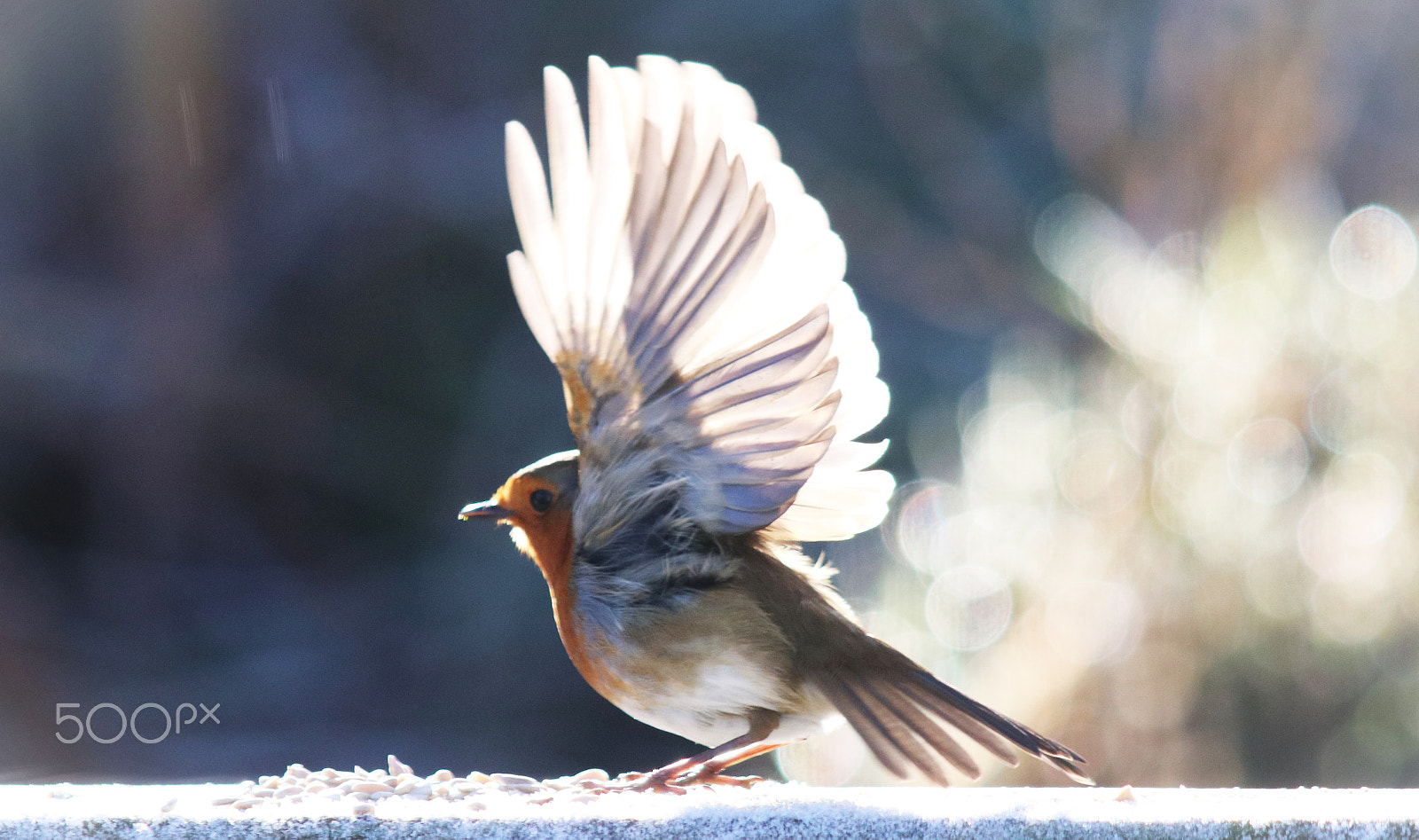 Canon EF 70-200mm F2.8L USM sample photo. Robin photography