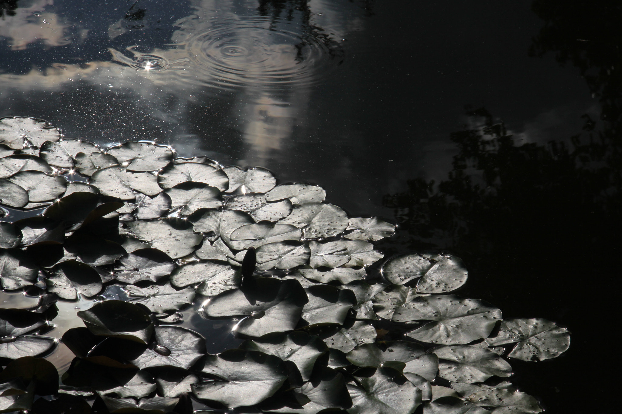 Canon EF-S 17-85mm F4-5.6 IS USM sample photo. New york botanical garden photography