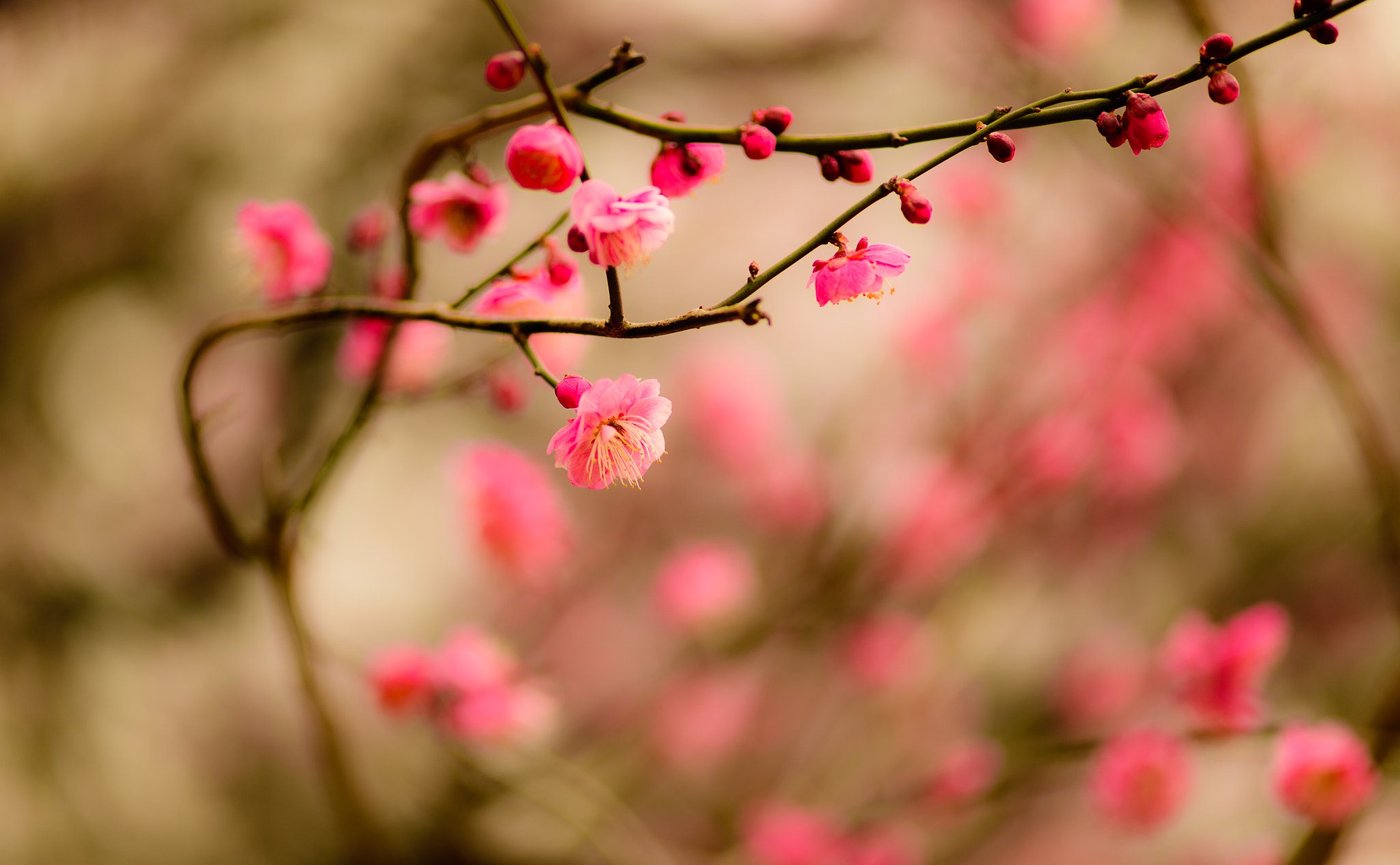 ZEISS Makro-Planar T* 100mm F2 sample photo. Pink blooming photography