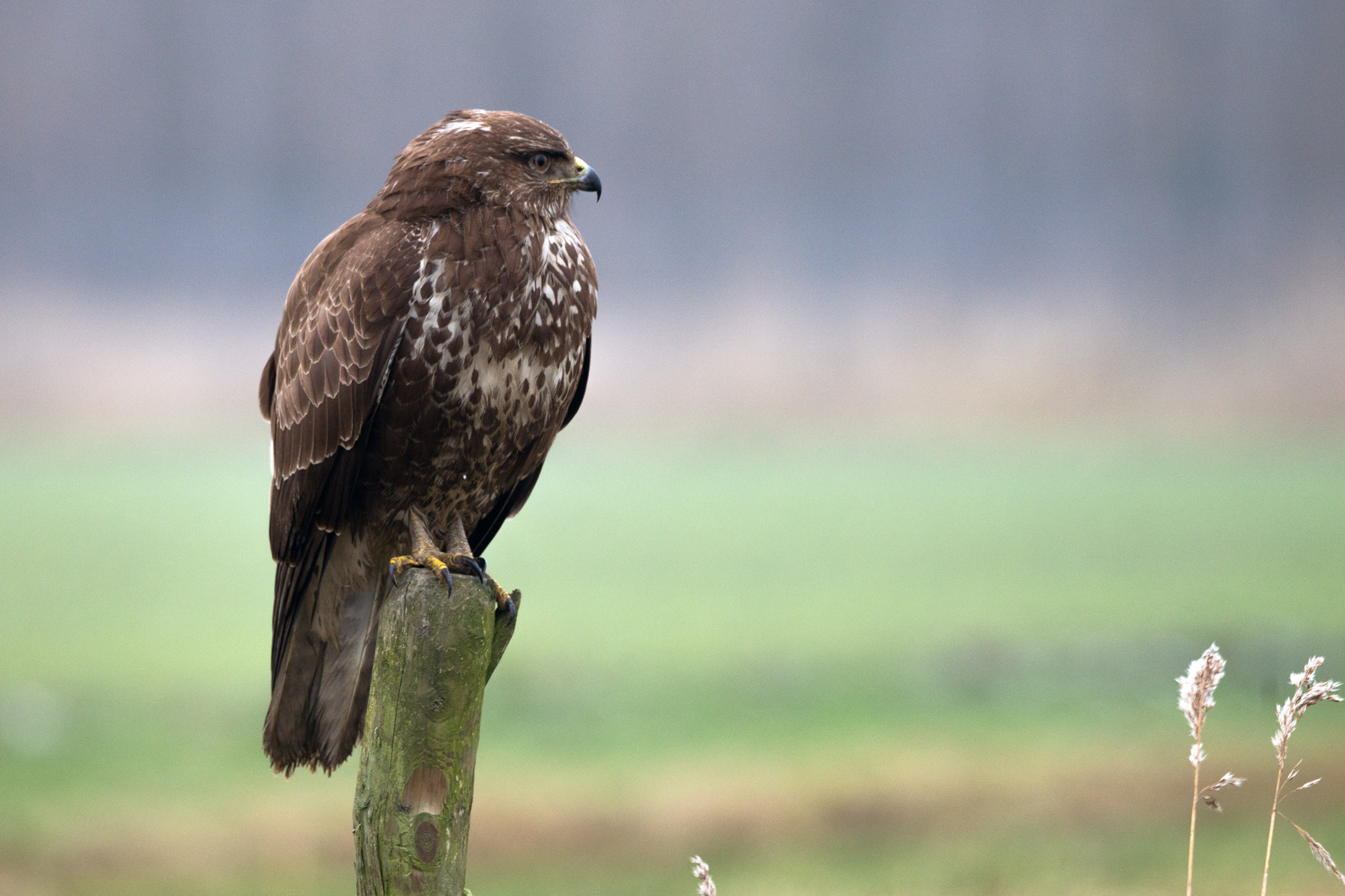 Sony 70-400mm F4-5.6 G SSM II sample photo. The lazy buzzard photography