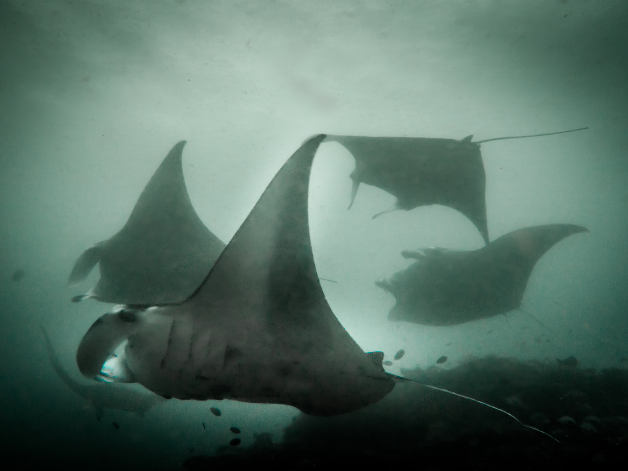 Olympus PEN E-PL5 + OLYMPUS M.9-18mm F4.0-5.6 sample photo. Majestic mantas photography